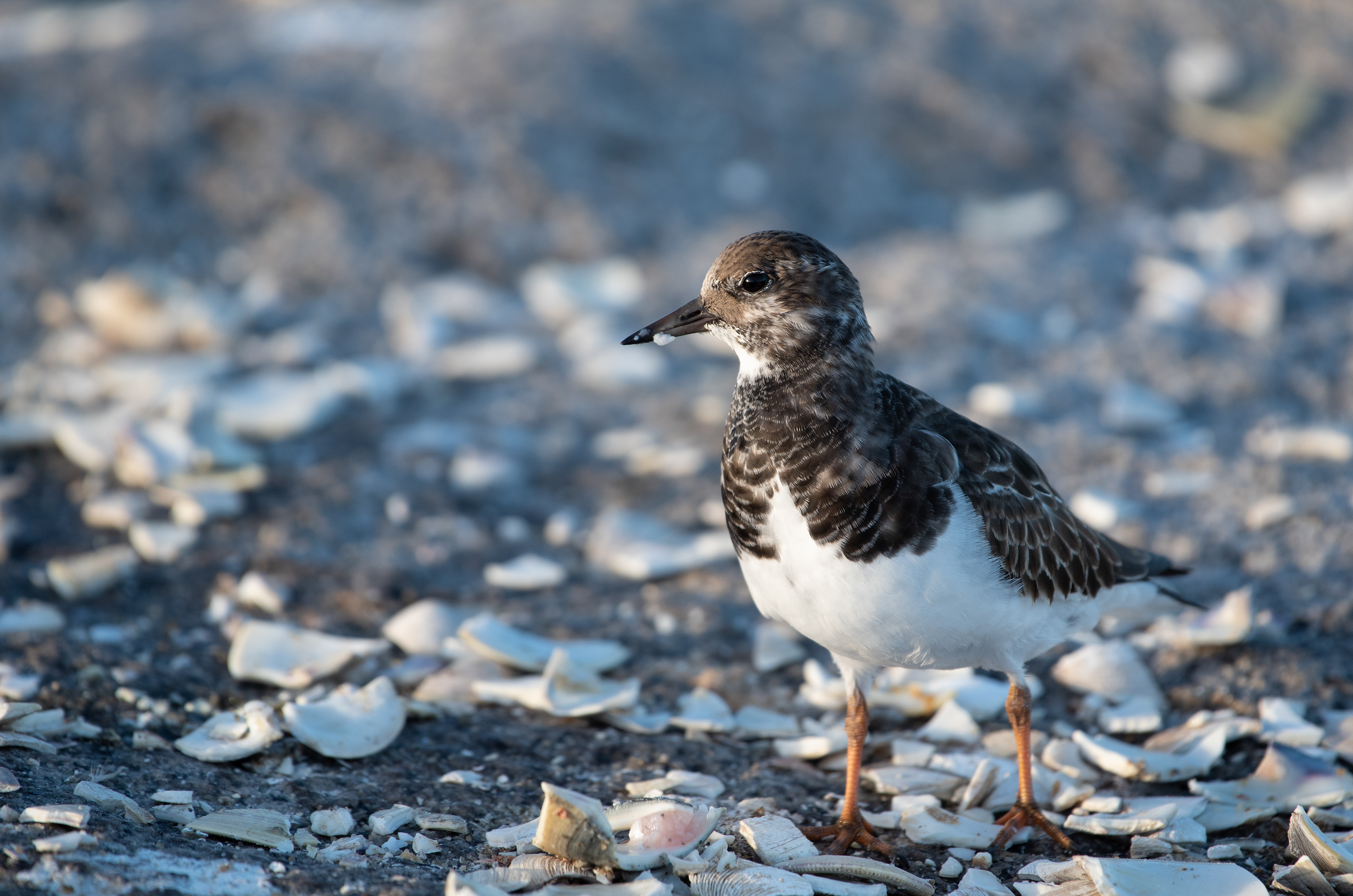 Ruddy Turnstone Nov 5, 2022 Provincetown, MA USA