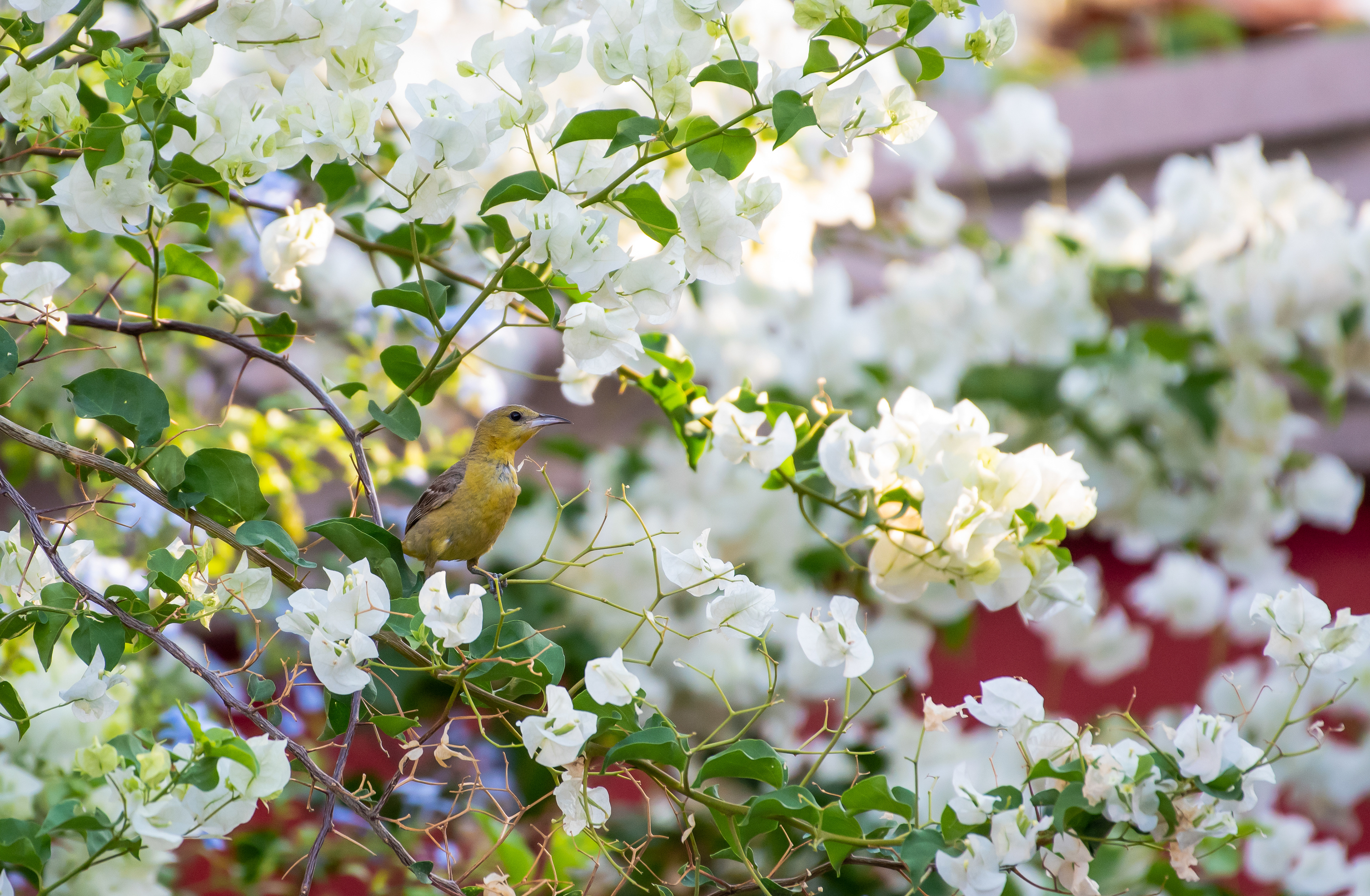Hooded Oriole Aug 10, 2022 Cabo San Lucas, MX