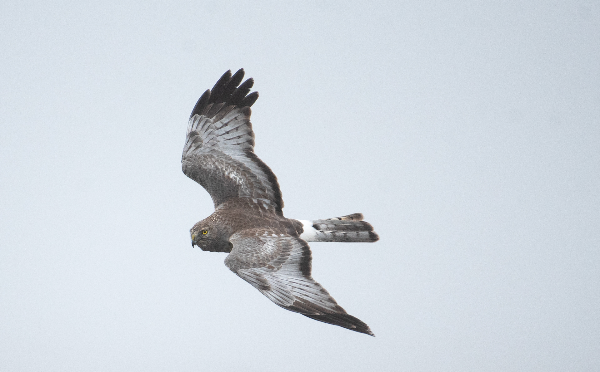 Northern Harrier Mar 5, 2024 Edwin B Forsythe NWR Galloway, NJ USA