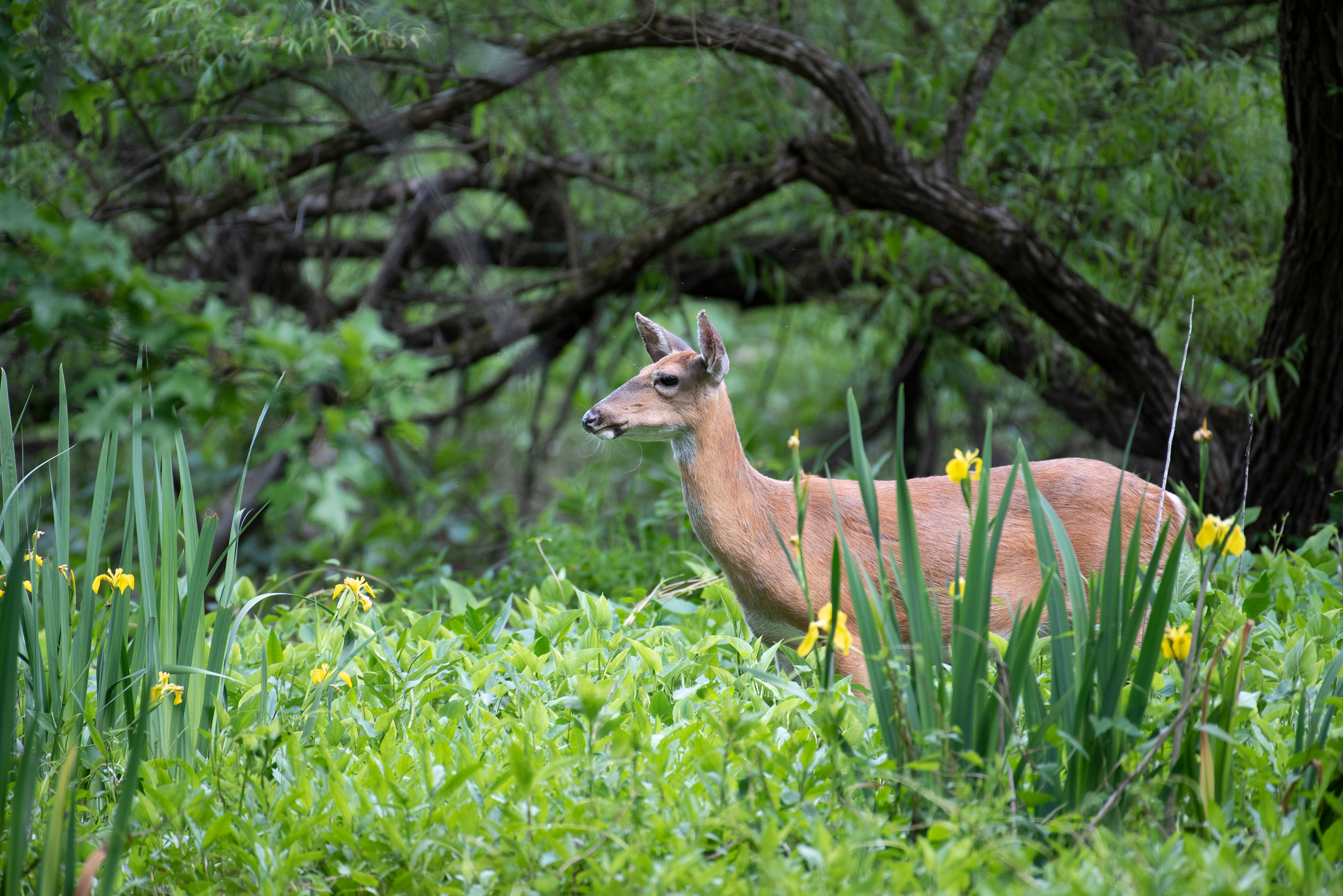 White Tailed Deer May 31, 2020 Lord Stirling Park, NJ USA