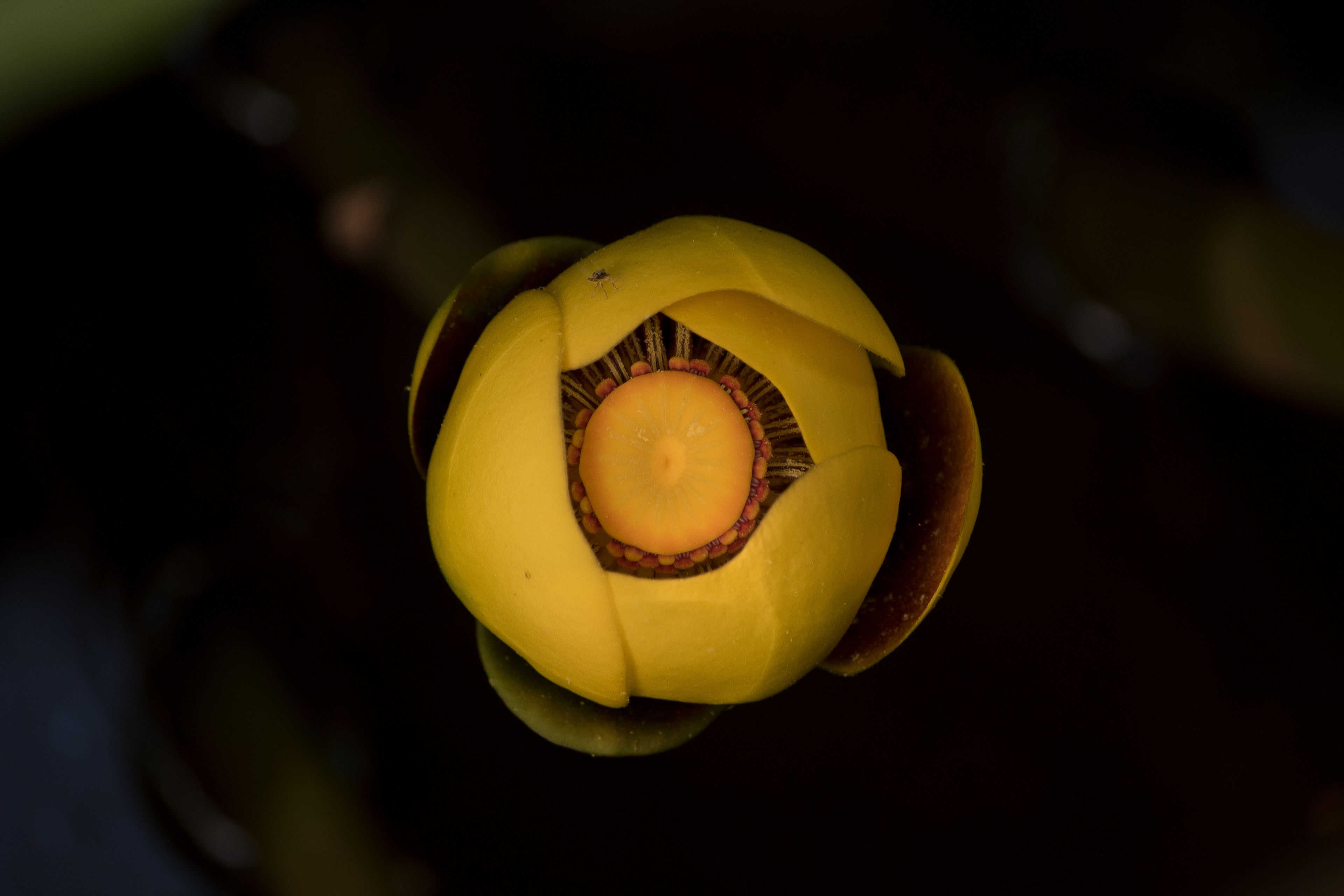 Yellow Pond Lily June 6, 2019 Lord Stirling Park, NJ USA