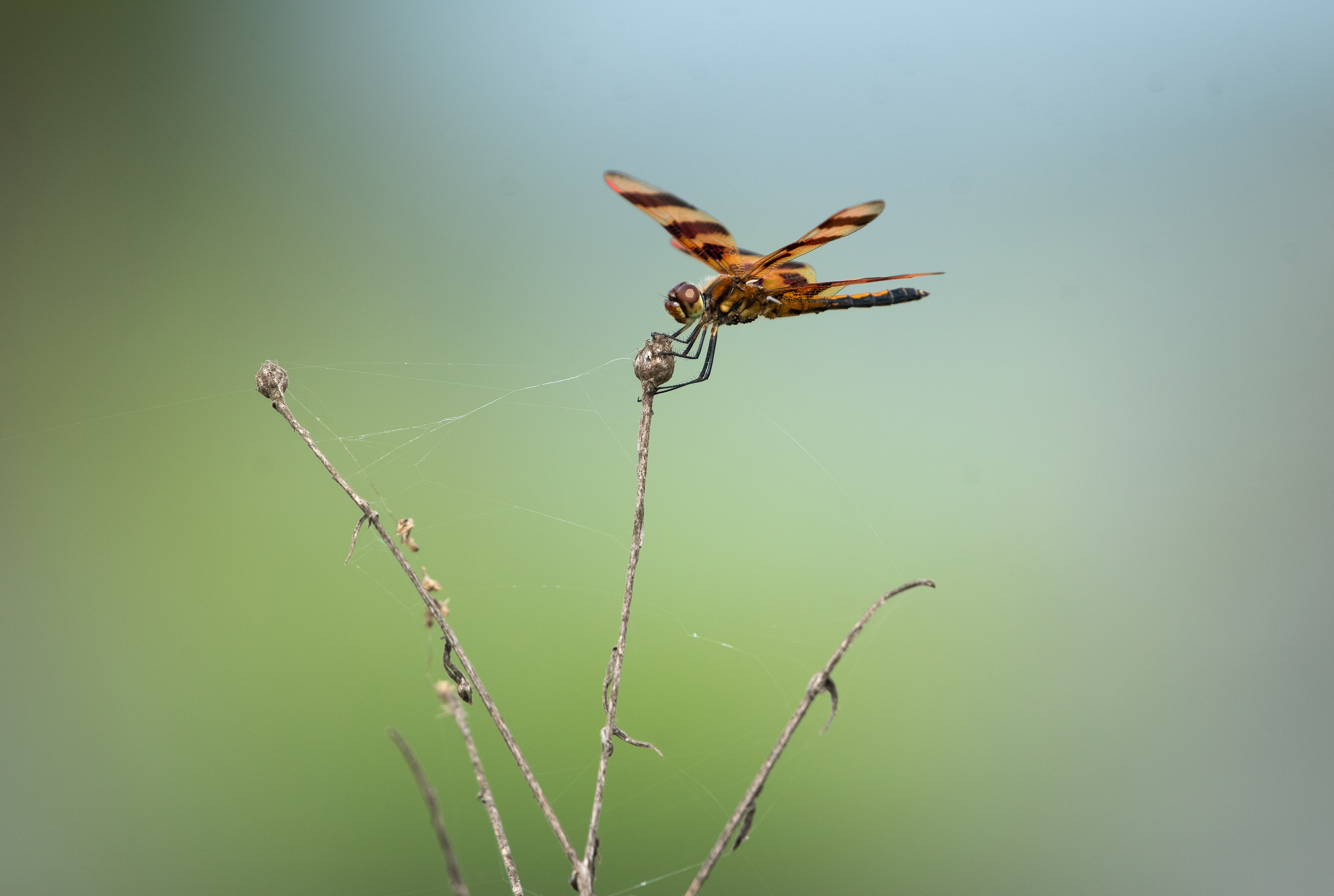 Halloween Pennant Edwin B Forsythe NWR, NJ USA
