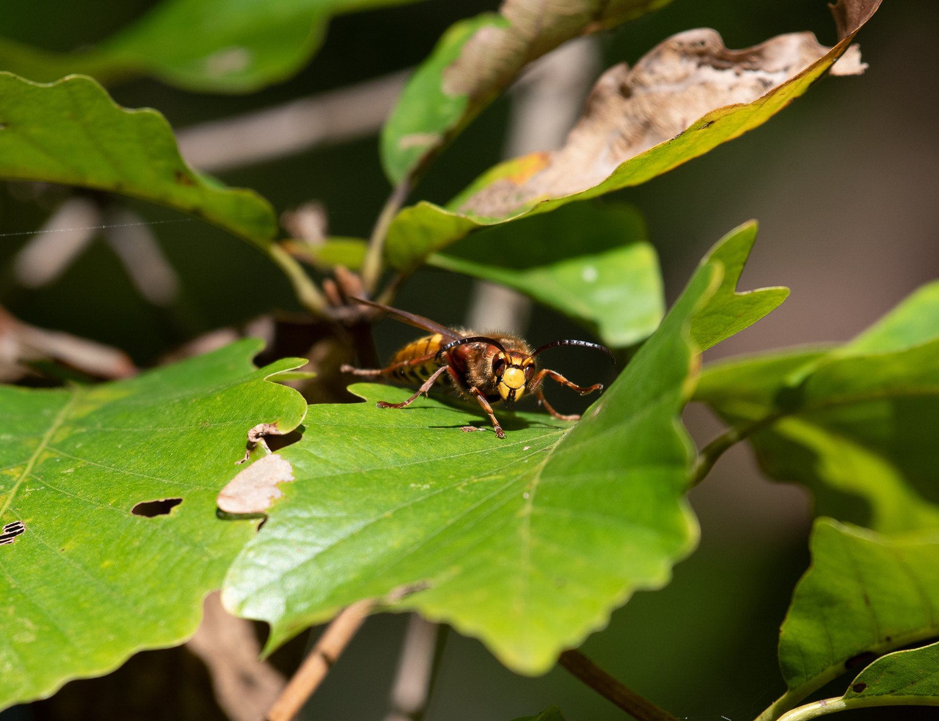 European Hornet Oct 17, 2020 Edwin B Forsythe NWR, NJ USA