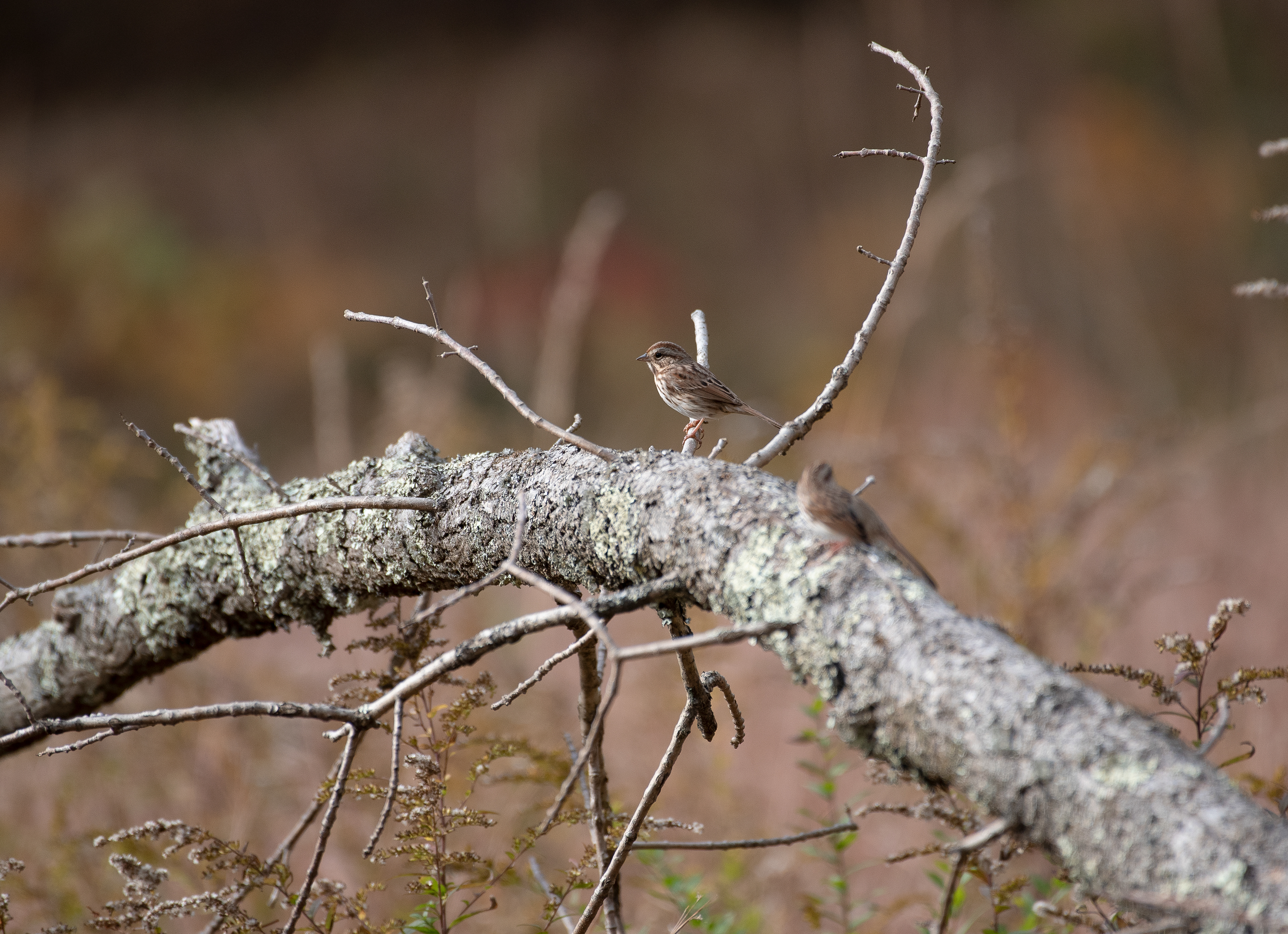 Song Sparrow Oct 26, 2019 Lord Stirling Park, NJ USA