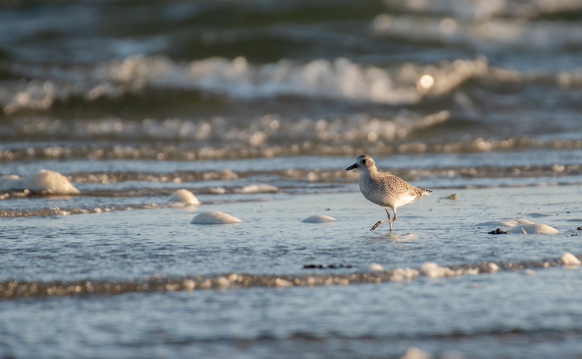 Black Bellied Plover Nov 4, 2022 Provincetown, MA USA