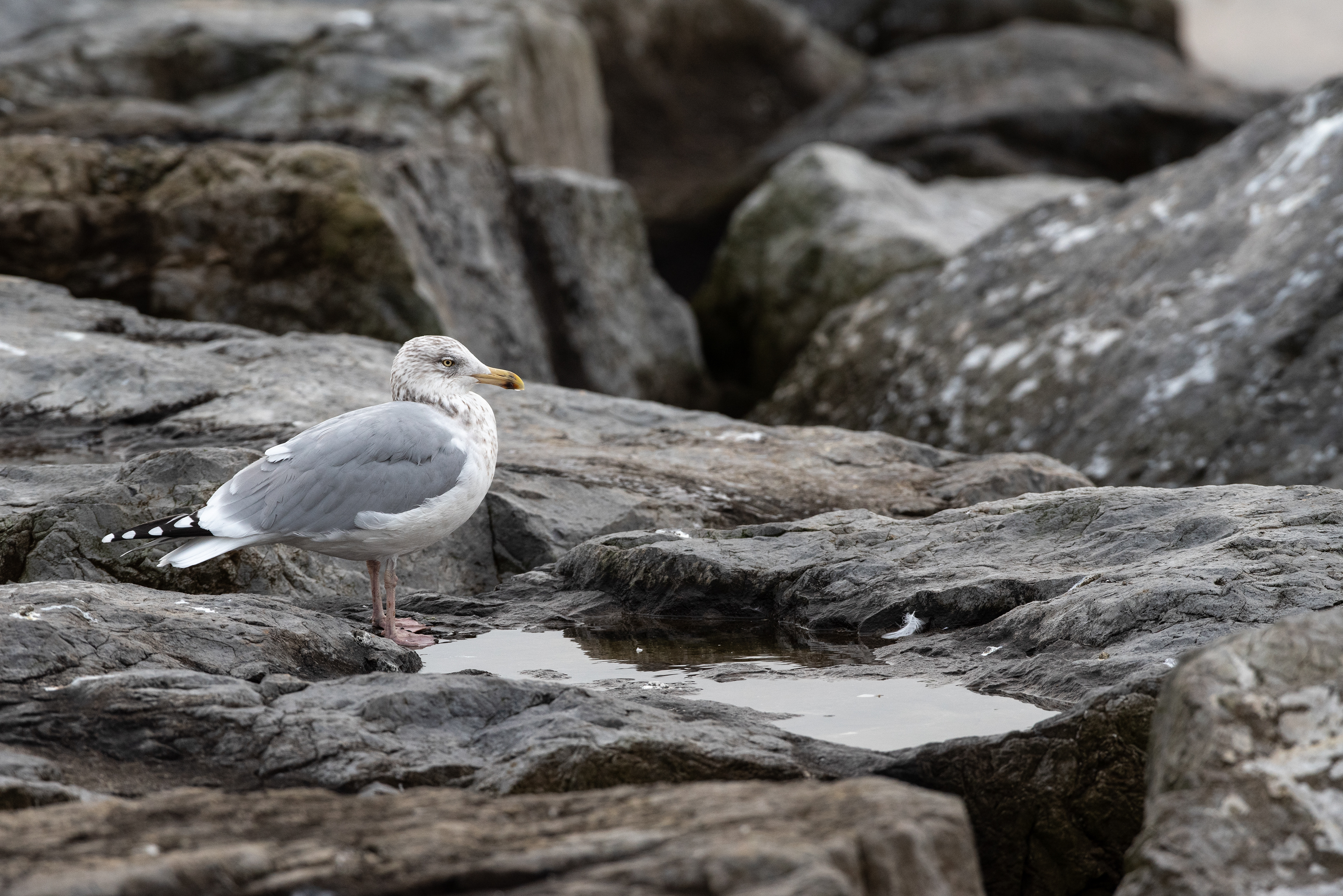 Herring Gull Jan 30, 2023 Barnegat Lighthouse State Park, NJ USA