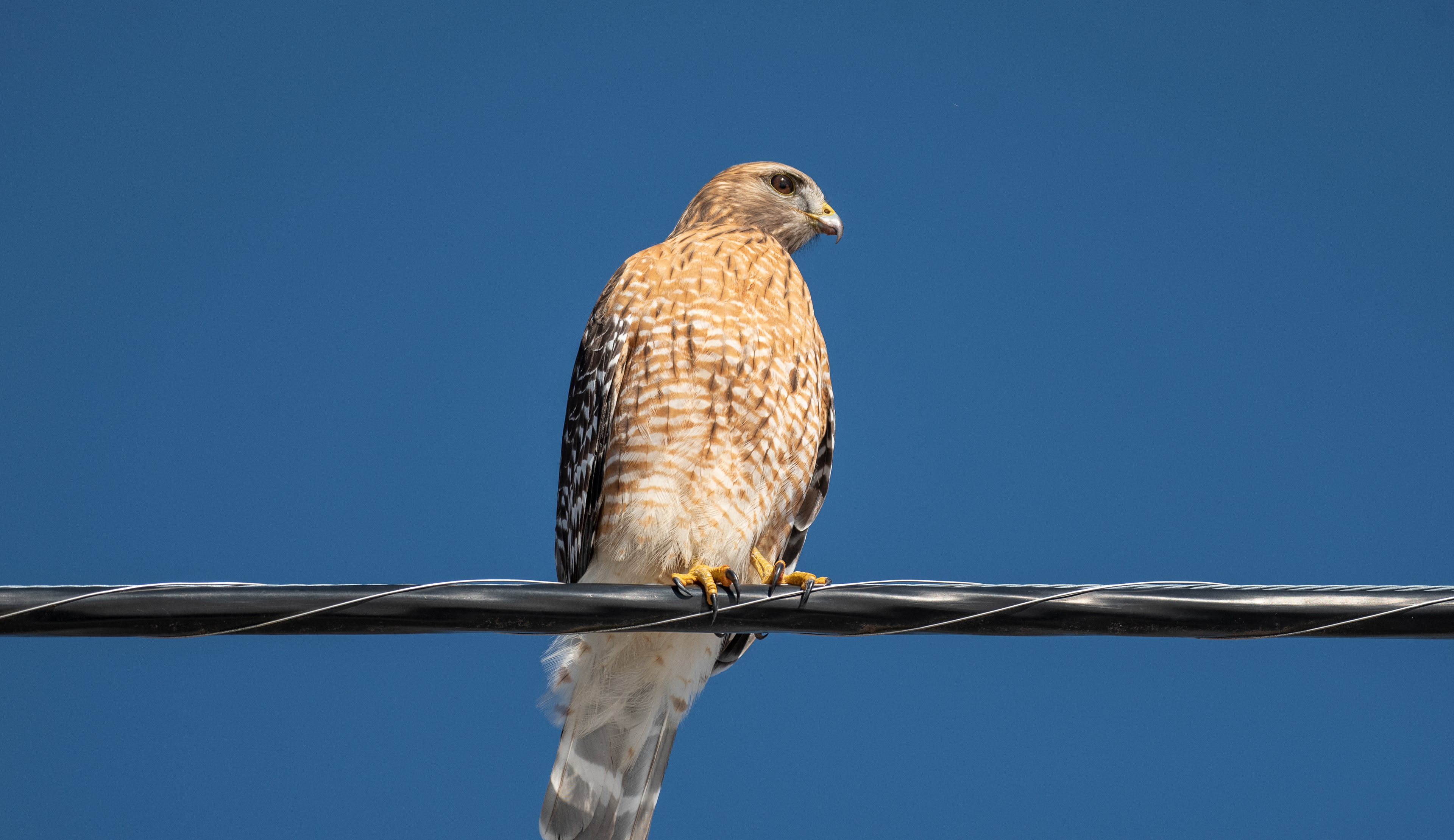 Red Shouldered Hawk Feb 24, 2021 Great Swamp NWR, NJ USA
