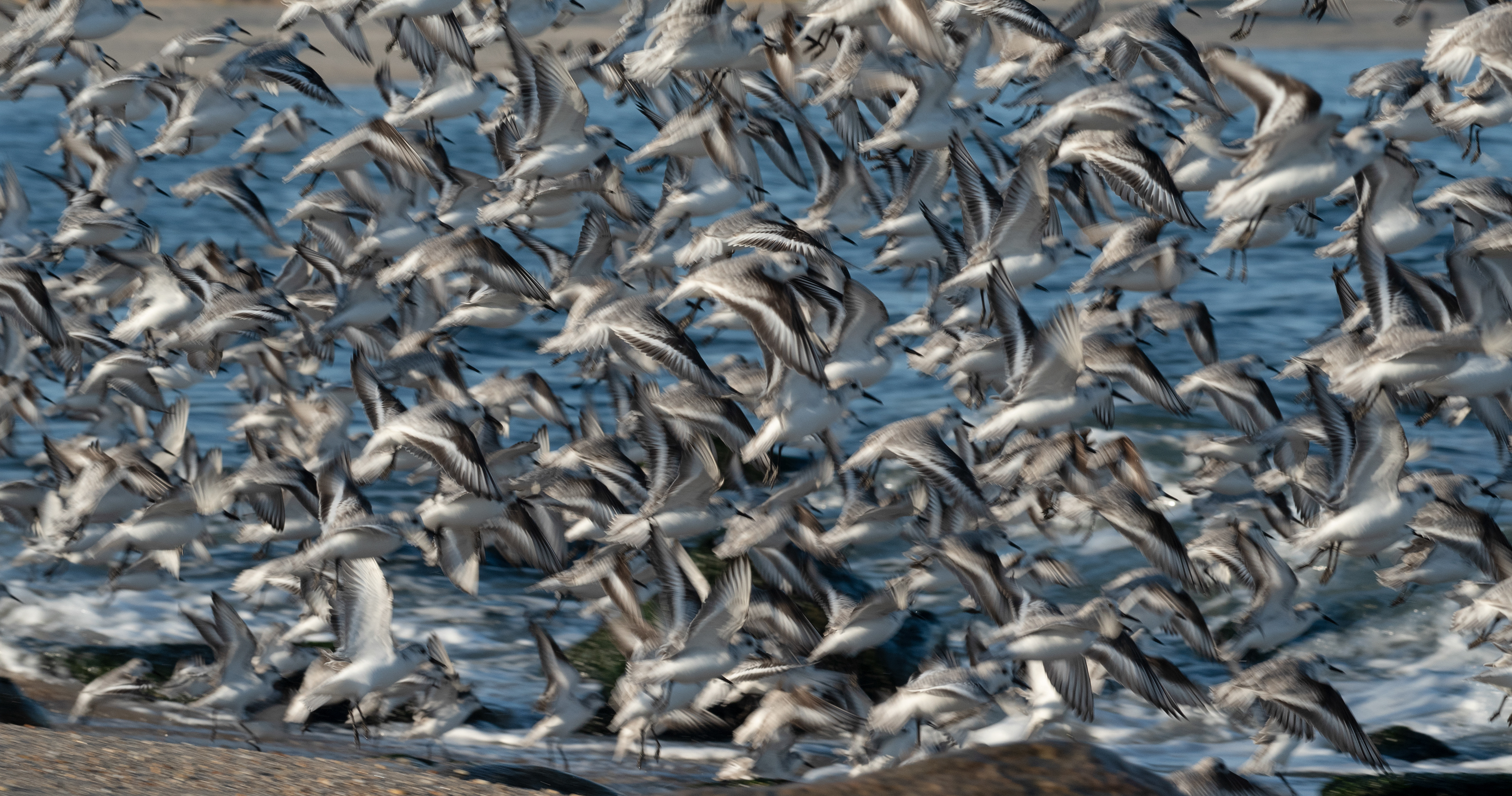 Sanderling Nov 29, 2020 Sandy Hook, NJ USA
