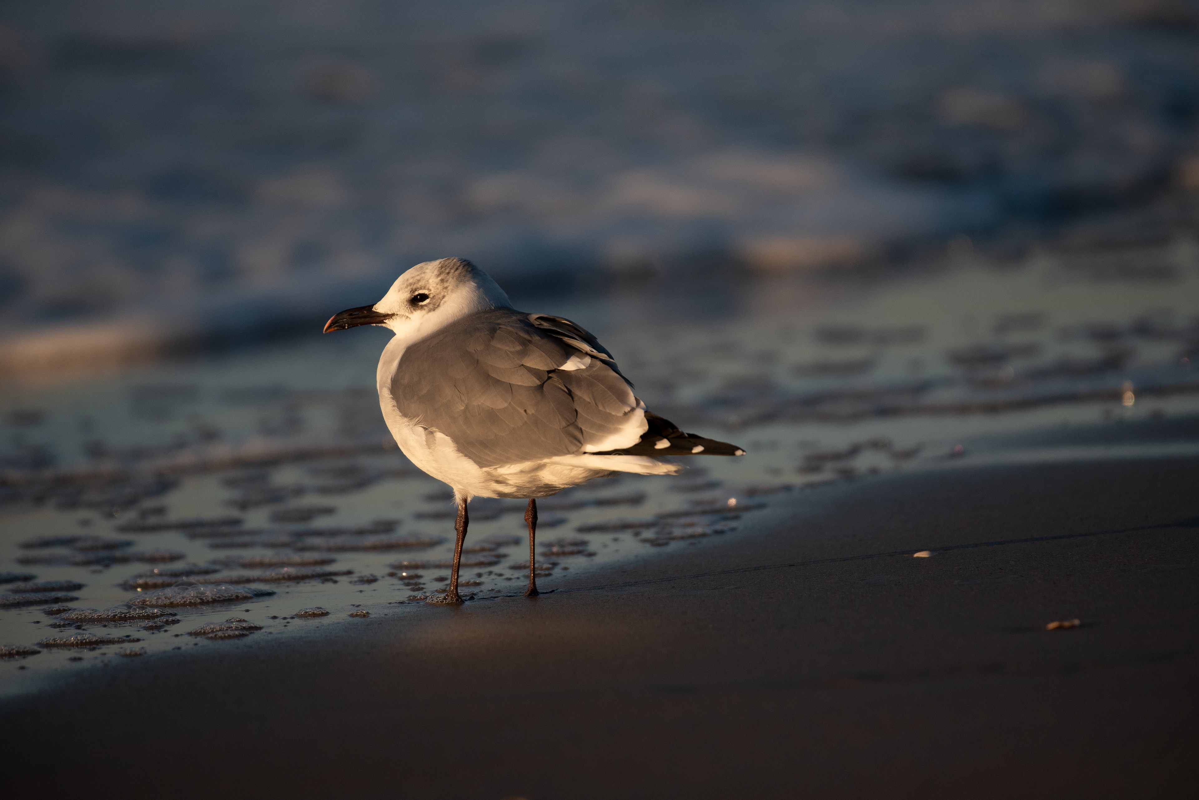 Laughing Gull Nov 3, 2023 Coney Island, Brooklyn, NY USA