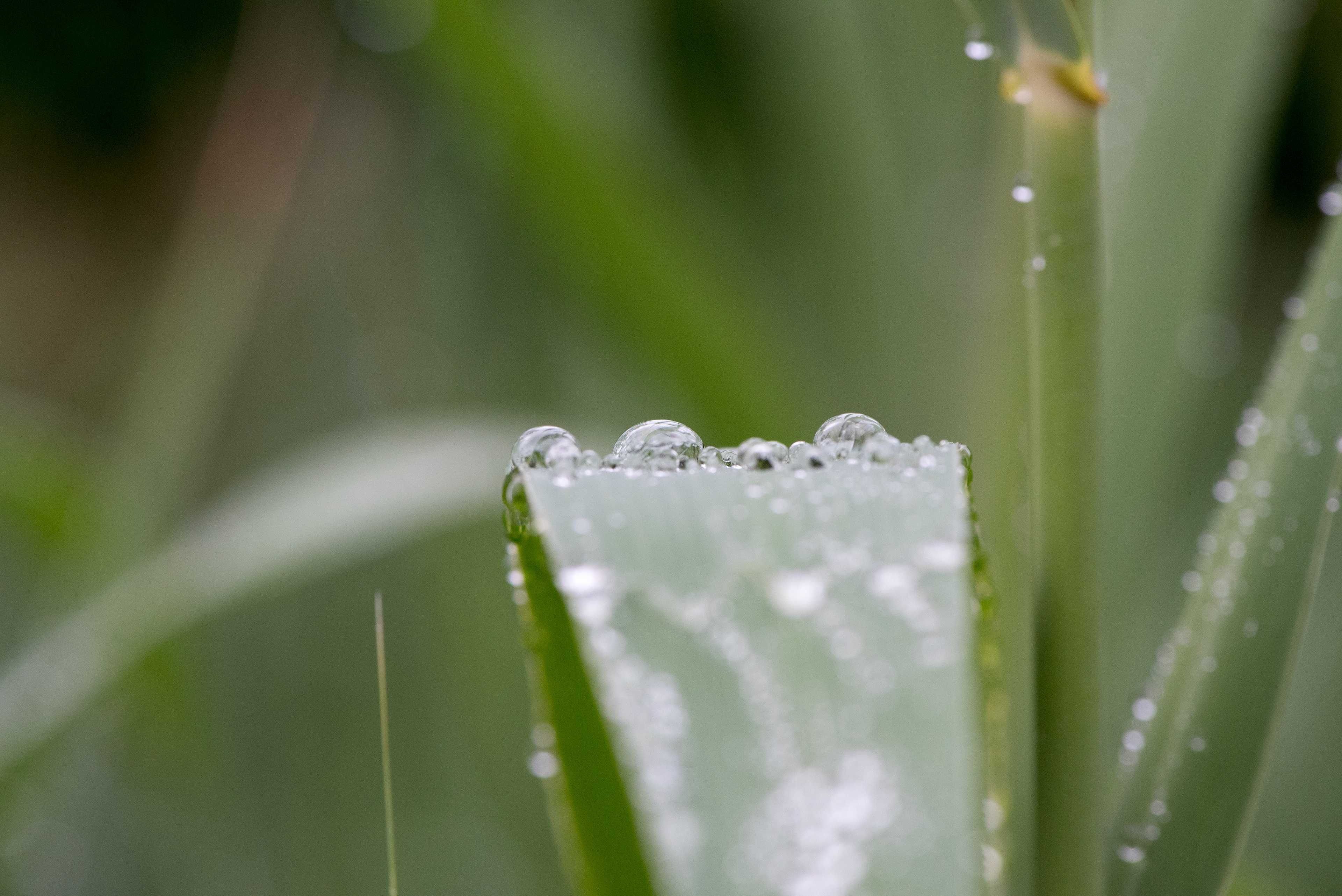 Water Droplets June 19, 2019 Basking Ridge, NJ USA