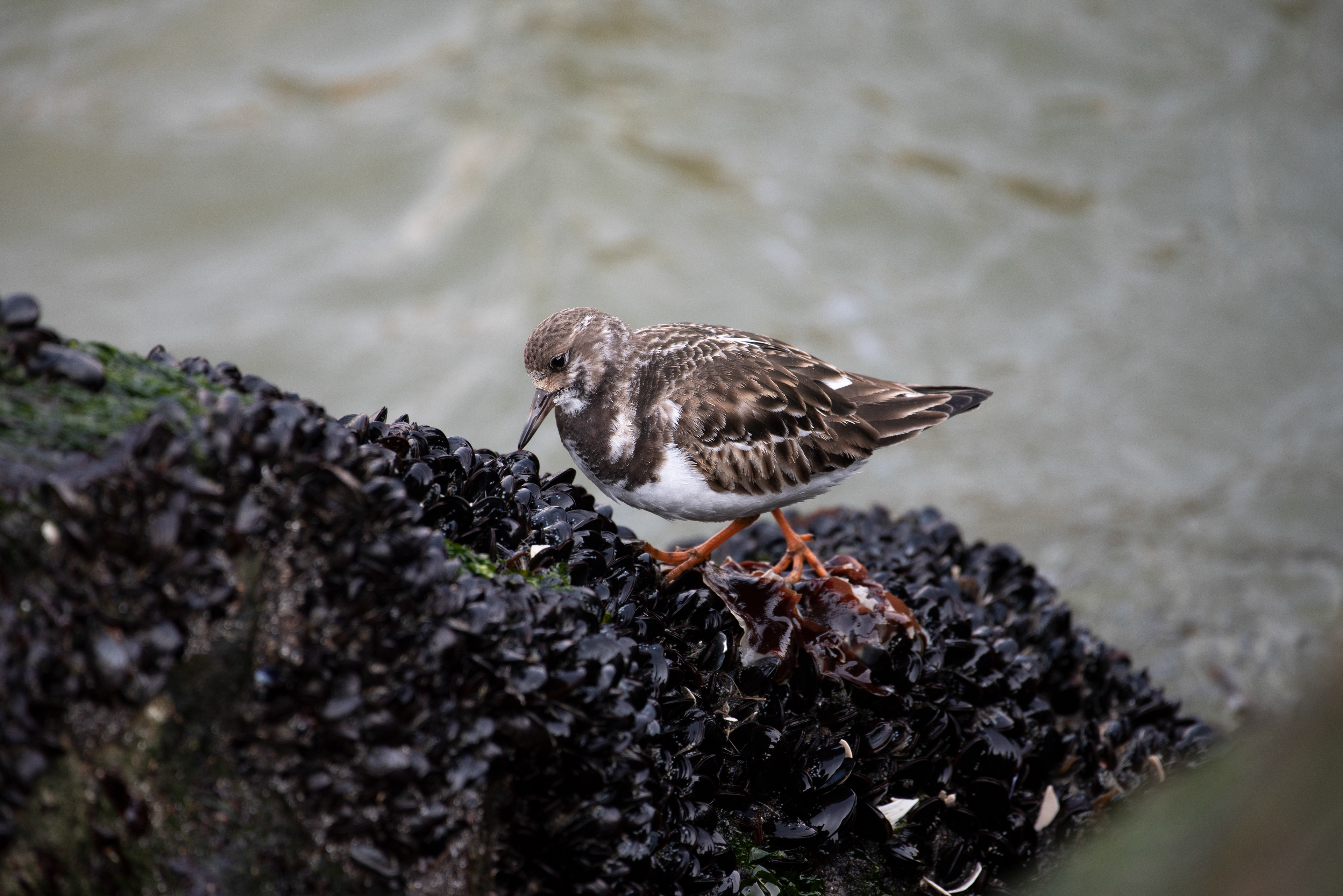 Ruddy Turnstone Feb 22, 2020 Barnegat Lighthouse State Park, NJ USA