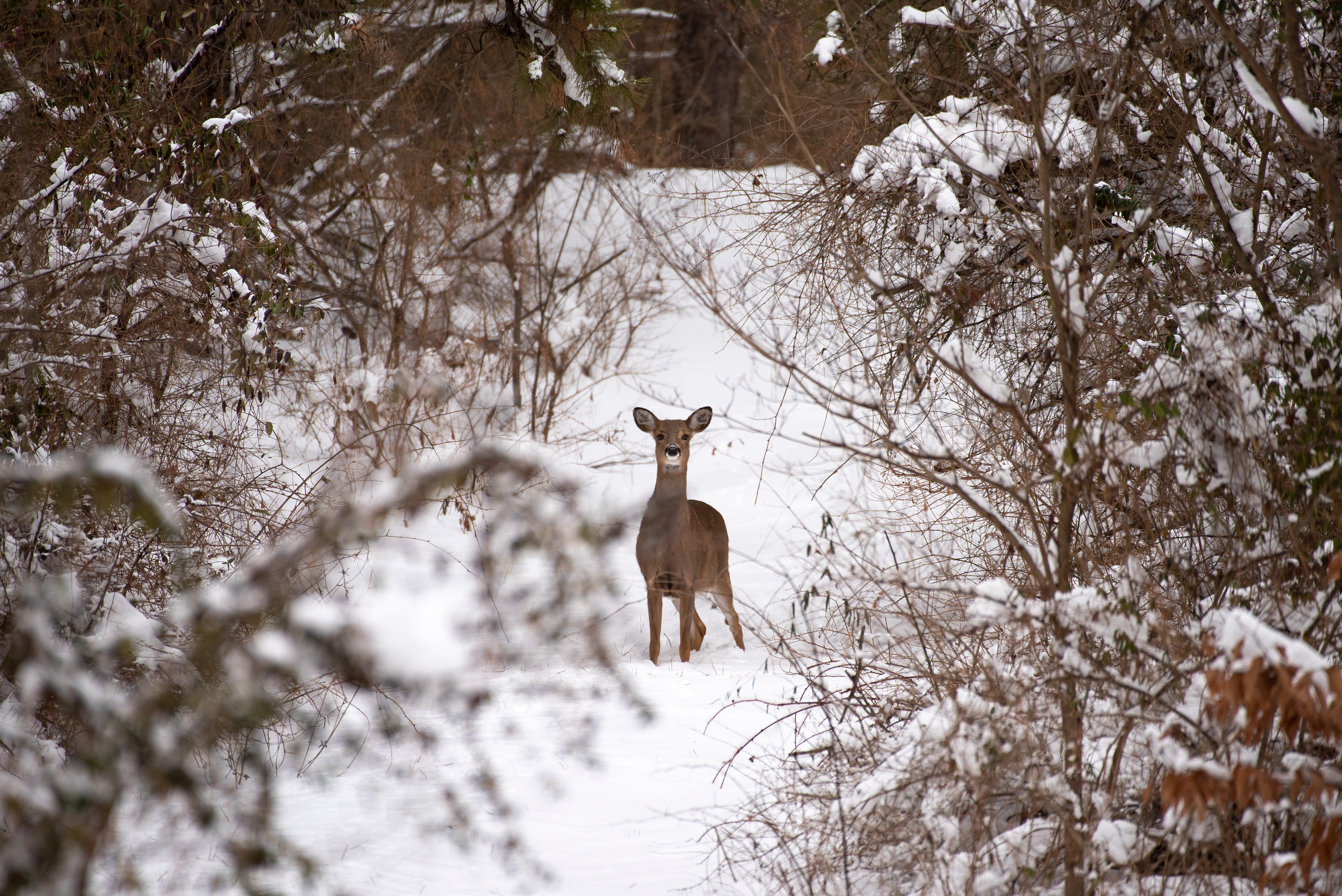 White Tailed Deer Feb 3, 2021 White Tailed Deer Round Valley Reservoir, NJ USA