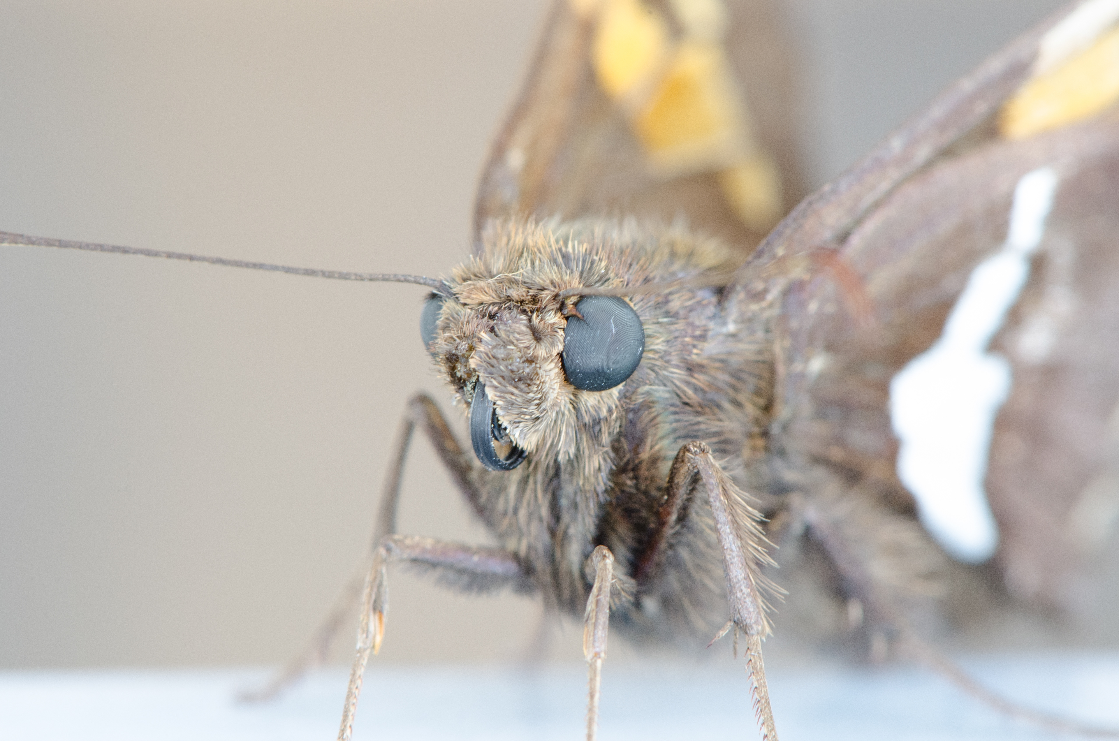 Silver Spotted Skipper June 9, 2018 Elysburg, PA