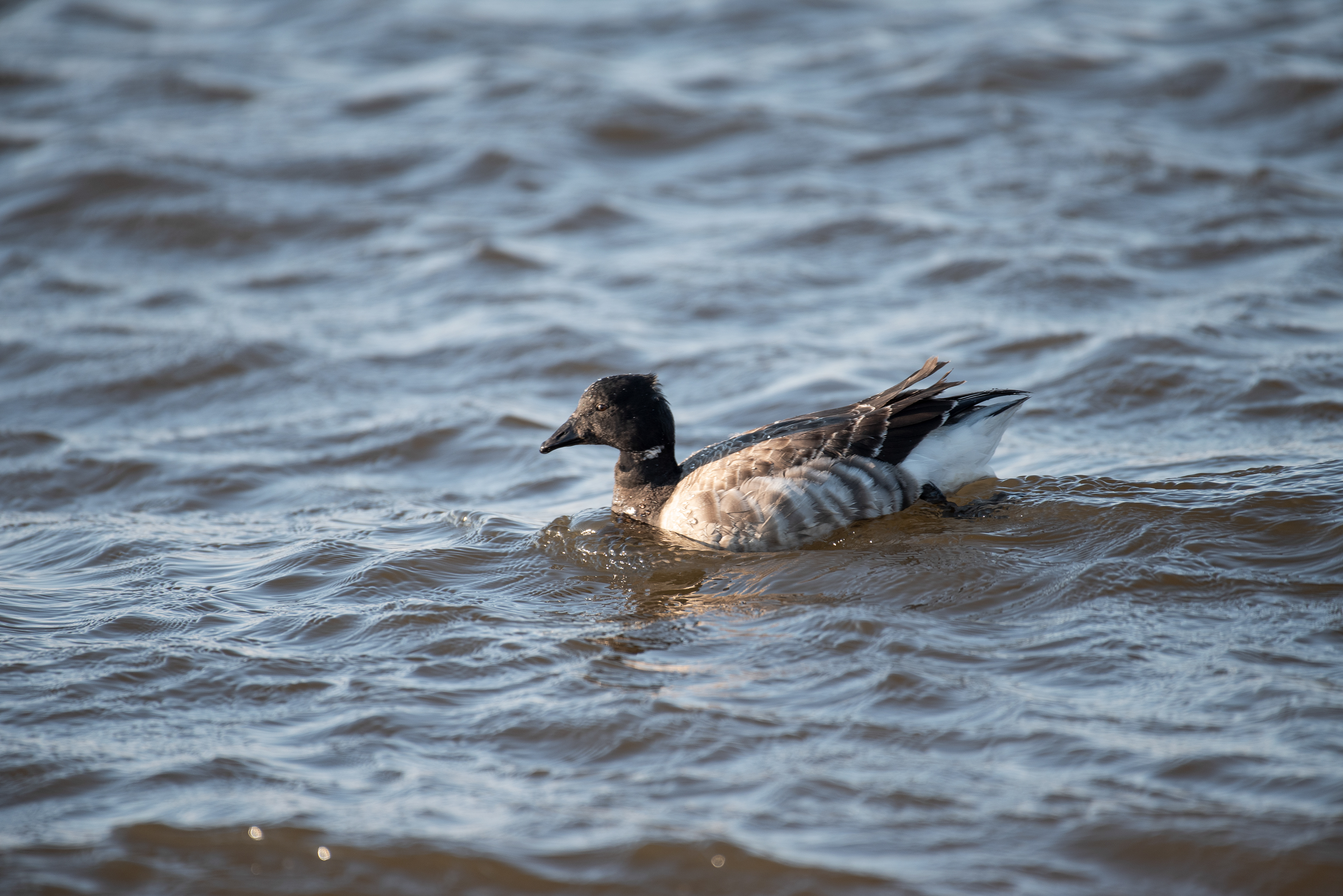 Brant Feb 20, 2021 Edwin B Forsythe NWR, NJ USA