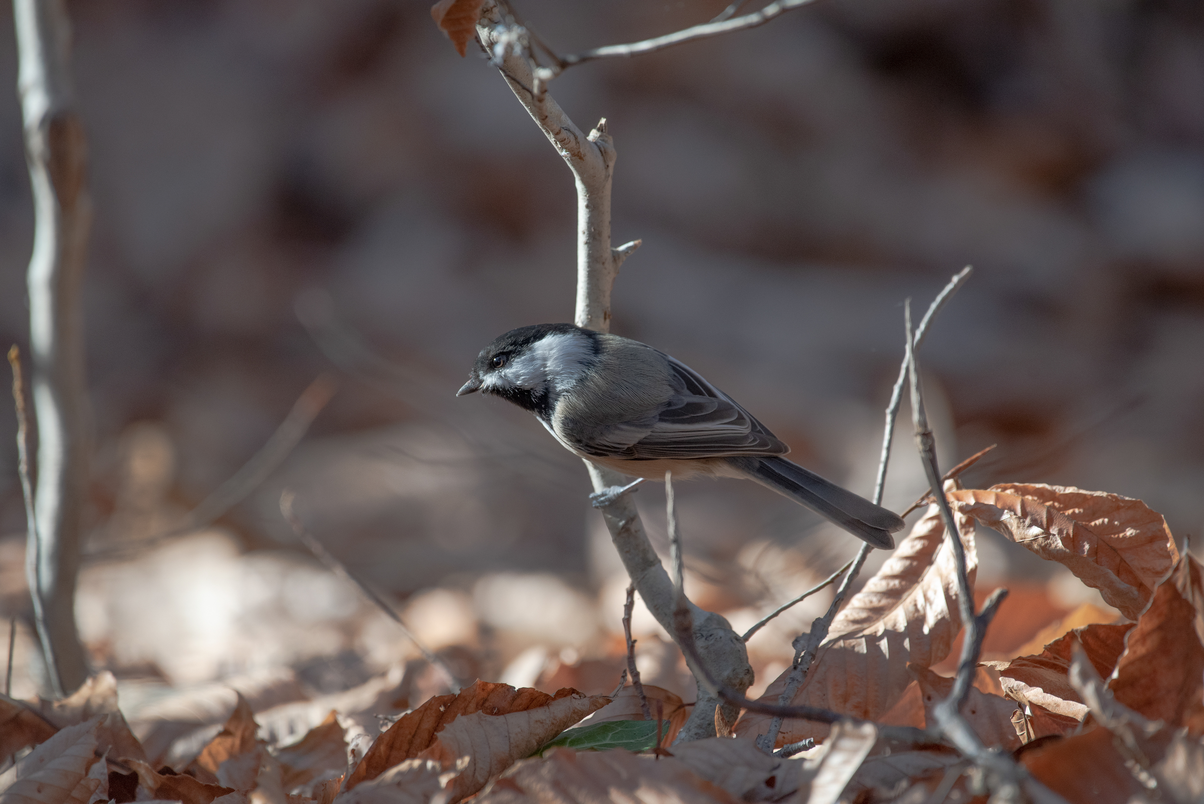 Black Capped Chickadee Nov, 7, 2020 Scherman Hoffman Wildlife Sanctuary, NJ USA