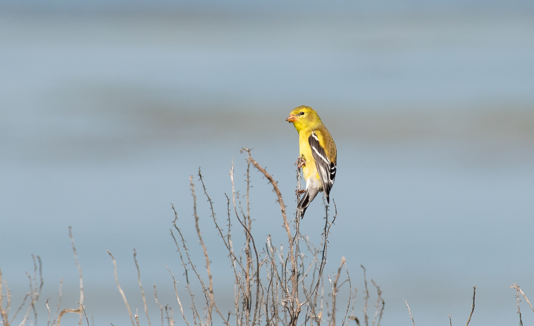 American Goldfinch Jun 5, 2025 Parker River NWR, MA USA