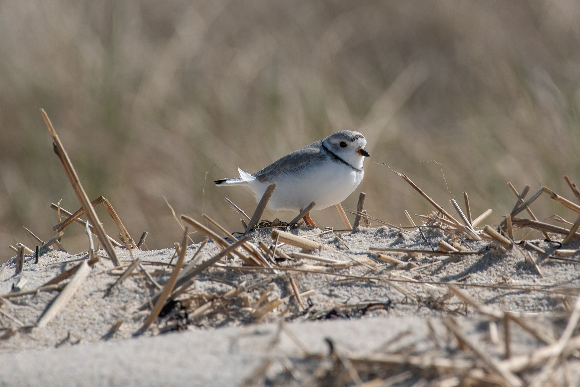 Piping Plover Apr 14, 2025 Brewster, MA USA