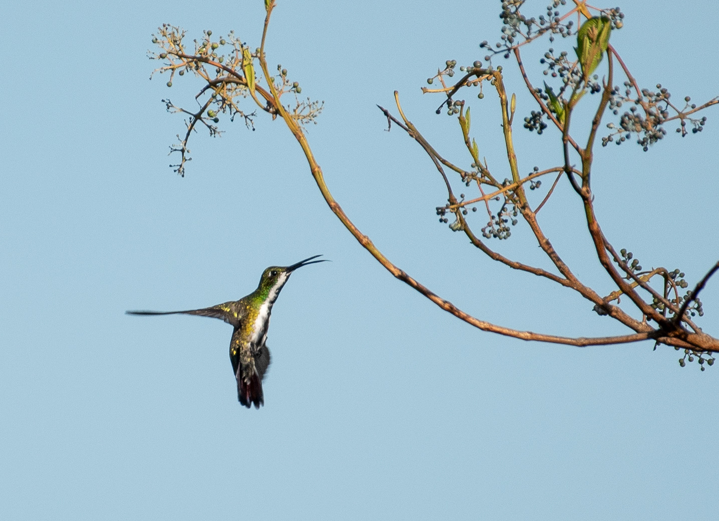 Black Throated Mango Aug 10, 2023 Cuyabeno Reserve, Ecuador