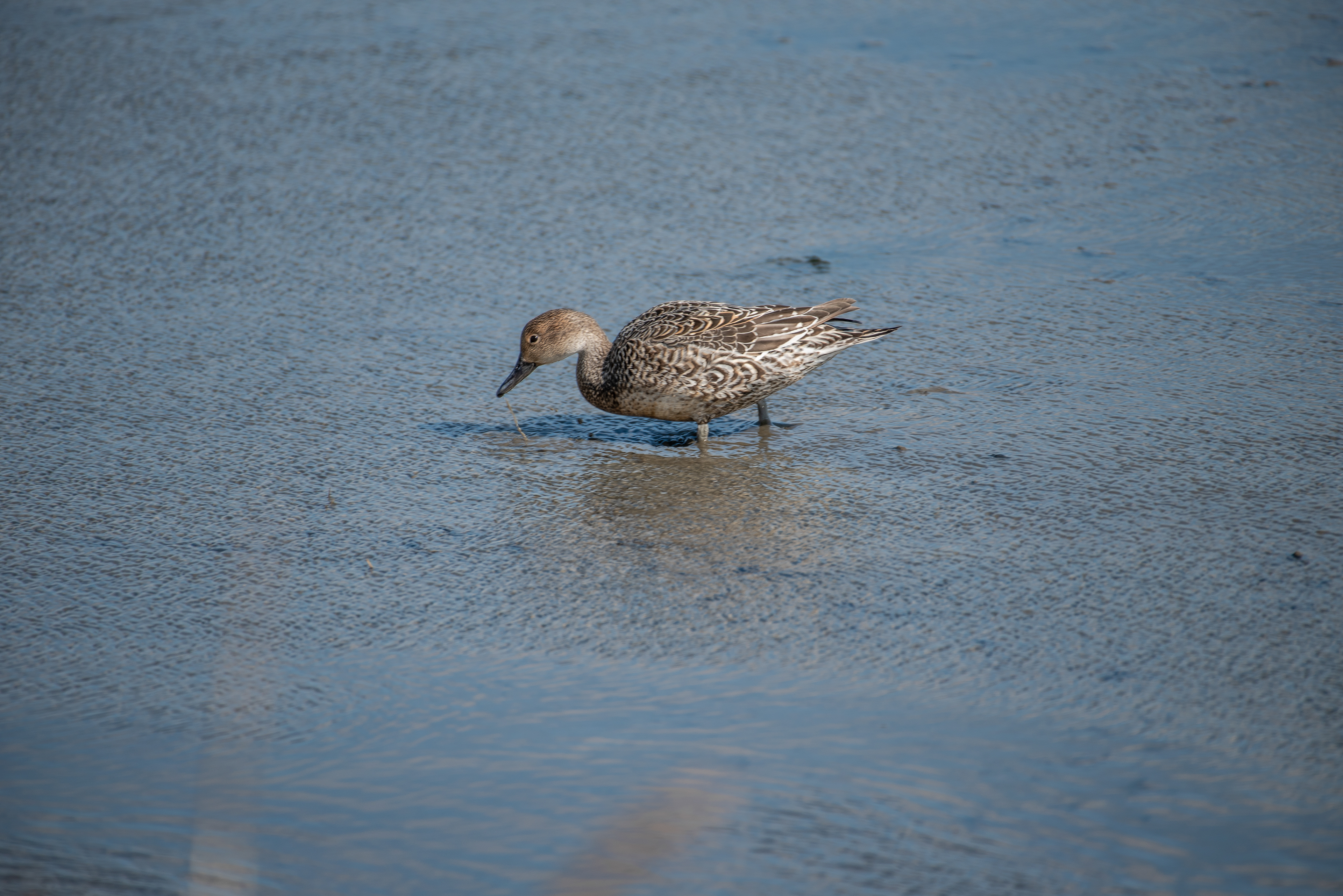 Northern Pintail Feb 20, 2021 Edwin B Forsythe NWR, NJ USA