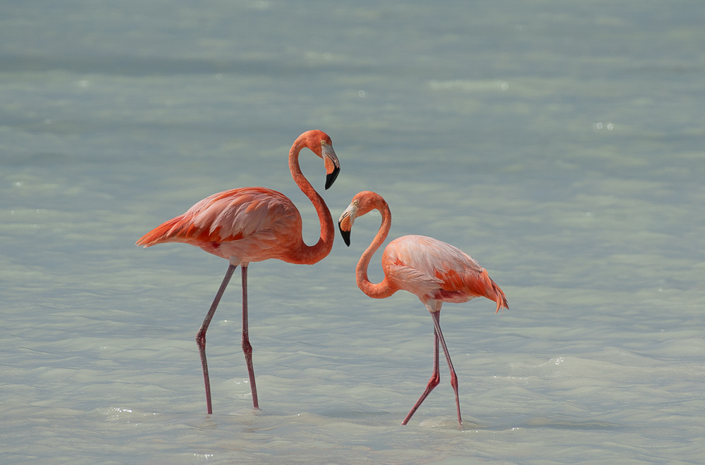 American Flamingo Aug 15, 2025 Bonaire