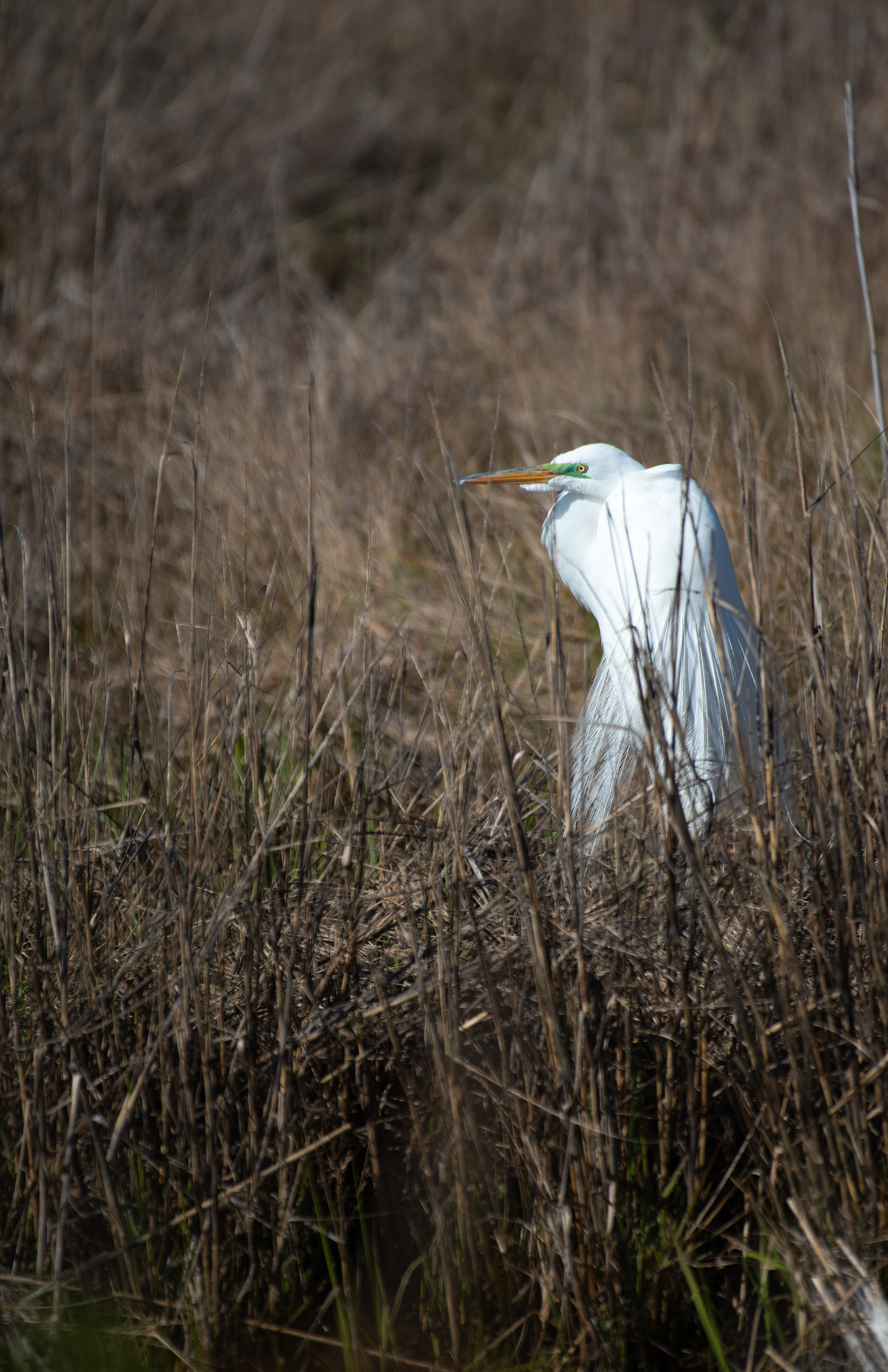 Great Egret Apr 4, 2023 Chincoteague NWR, VA USA