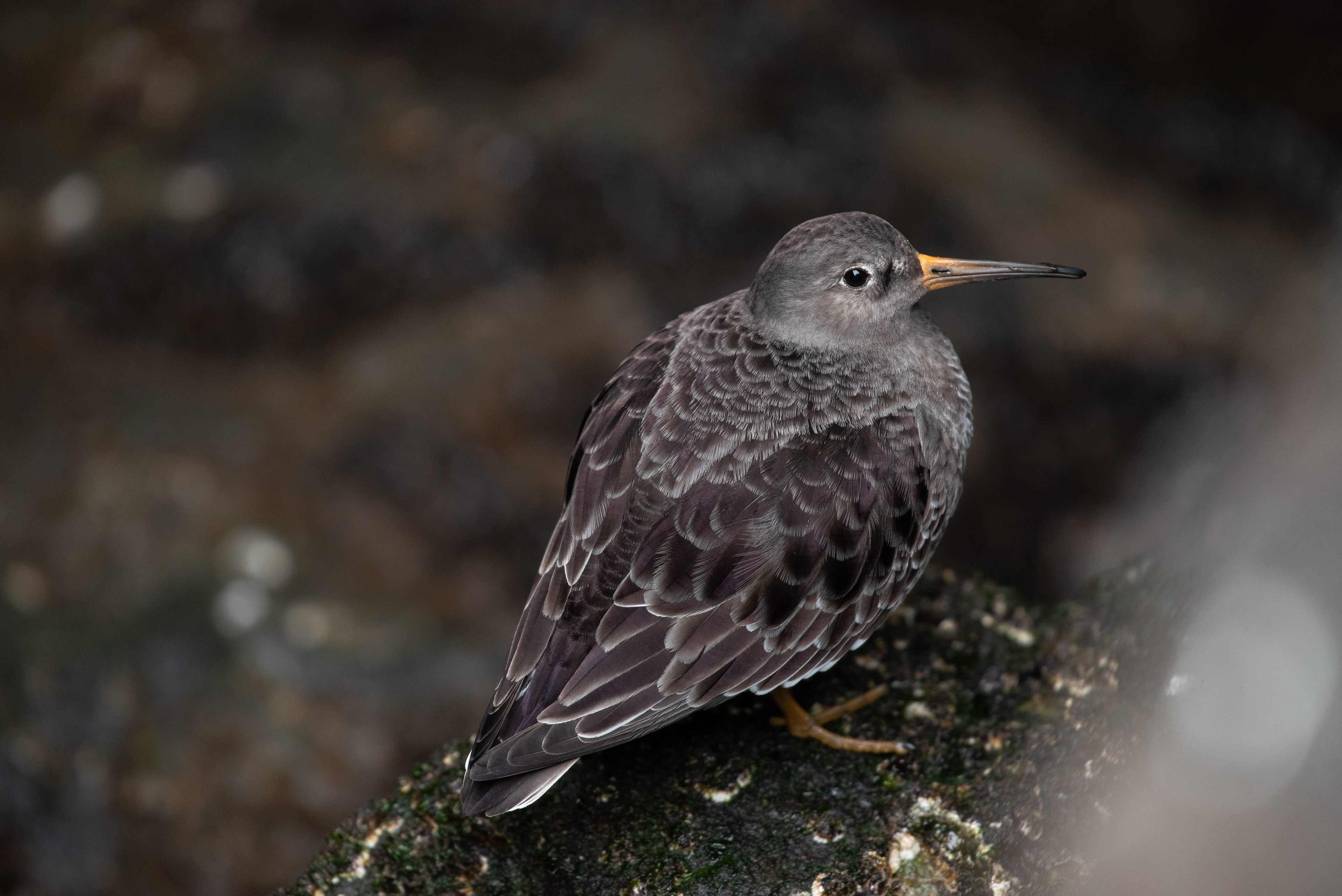 Purple Sandpiper Jan 30, 2023 Barnegat Lighthouse State Park, NJ USA