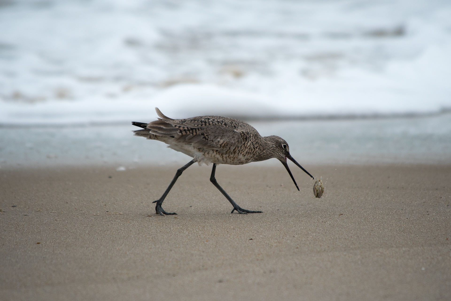Willet Apr 25, 2019 Chincoteague NWR, VA USA