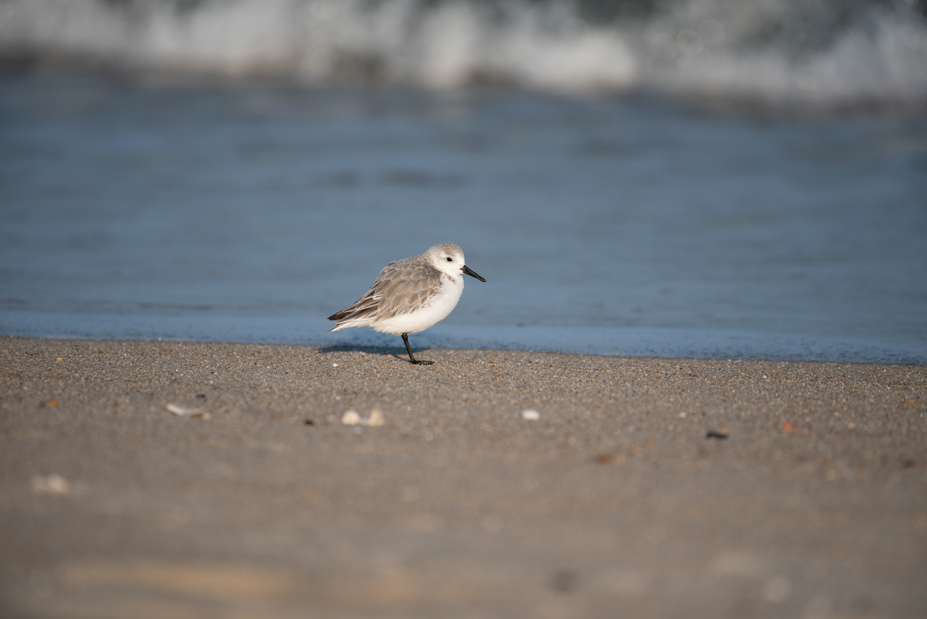Sanderling Feb 16, 2020 Sandy Hook, NJ USA