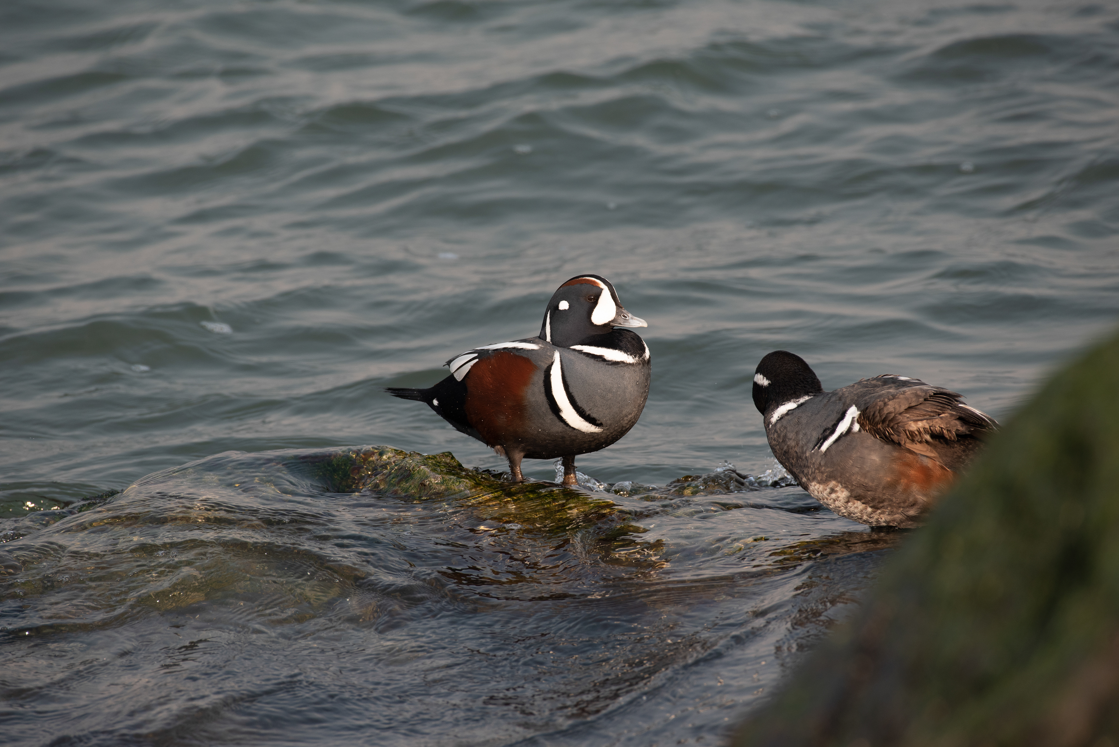 Harlequin Duck Feb 22, 2020 Barnegat Lighthouse State Park, NJ USA