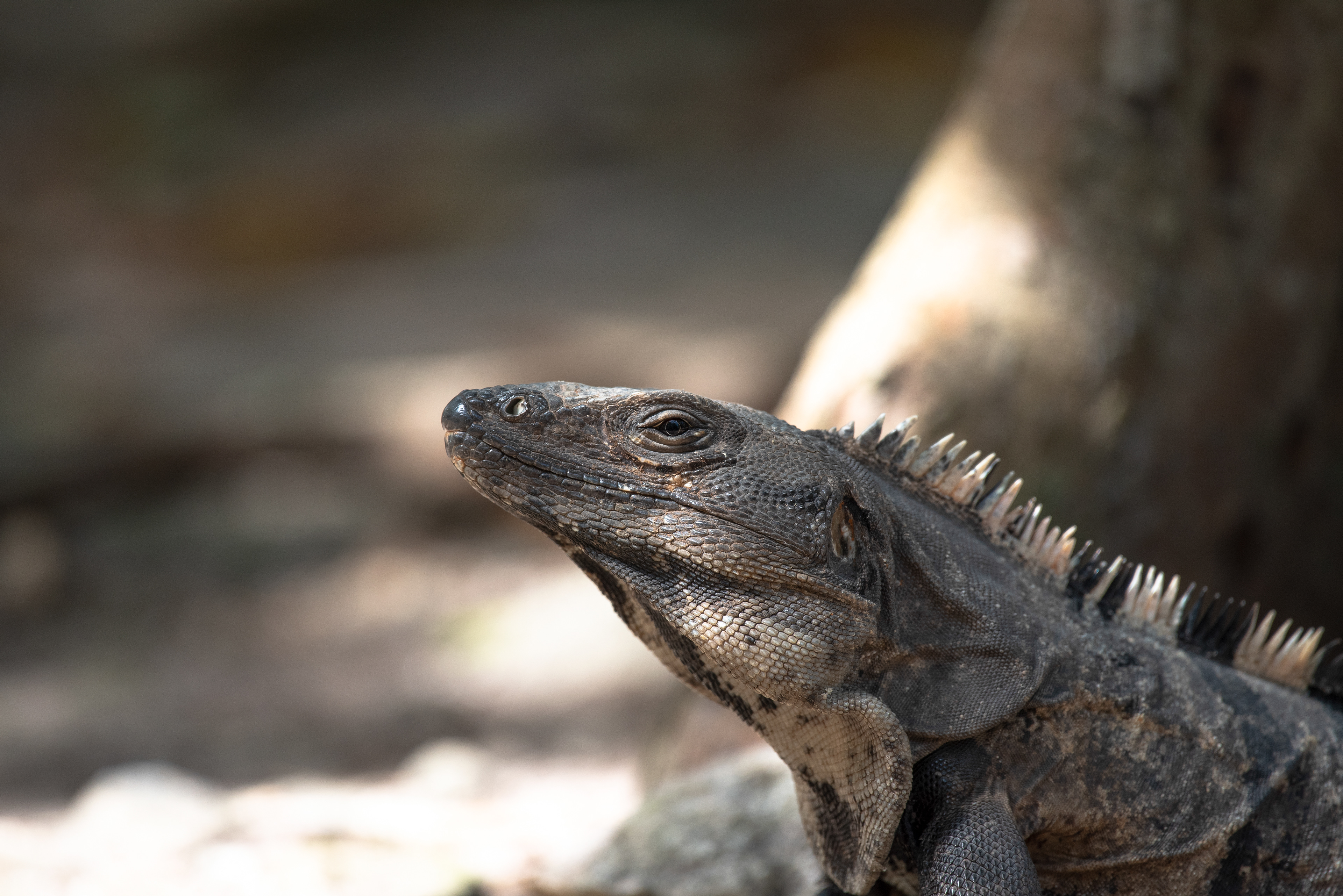 Black Spiny Tailed Iguana Aug 14, 2019 Solidaridad, MX