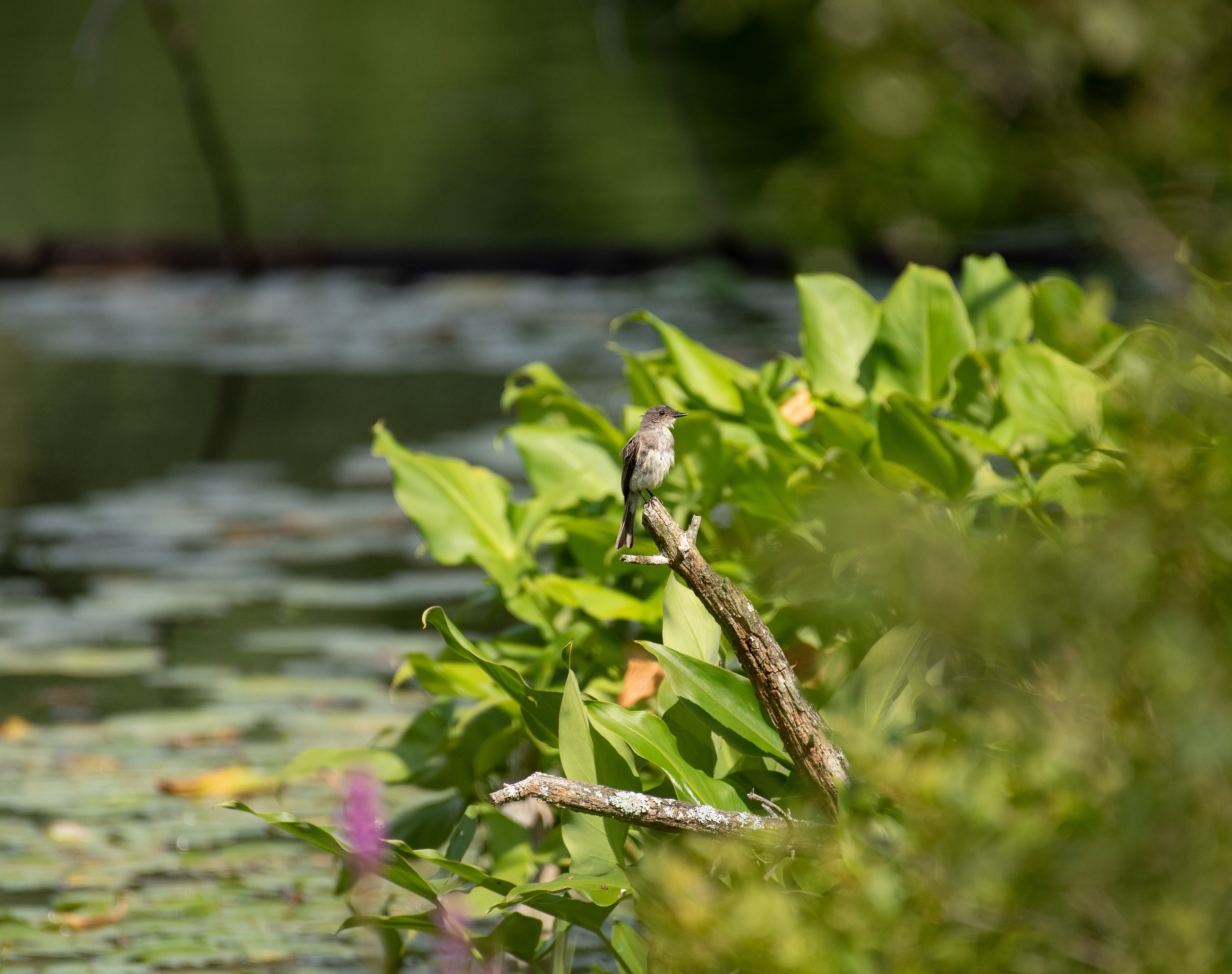 Eastern Phoebe Aug 15, 2020 Sky Lake, NY USA