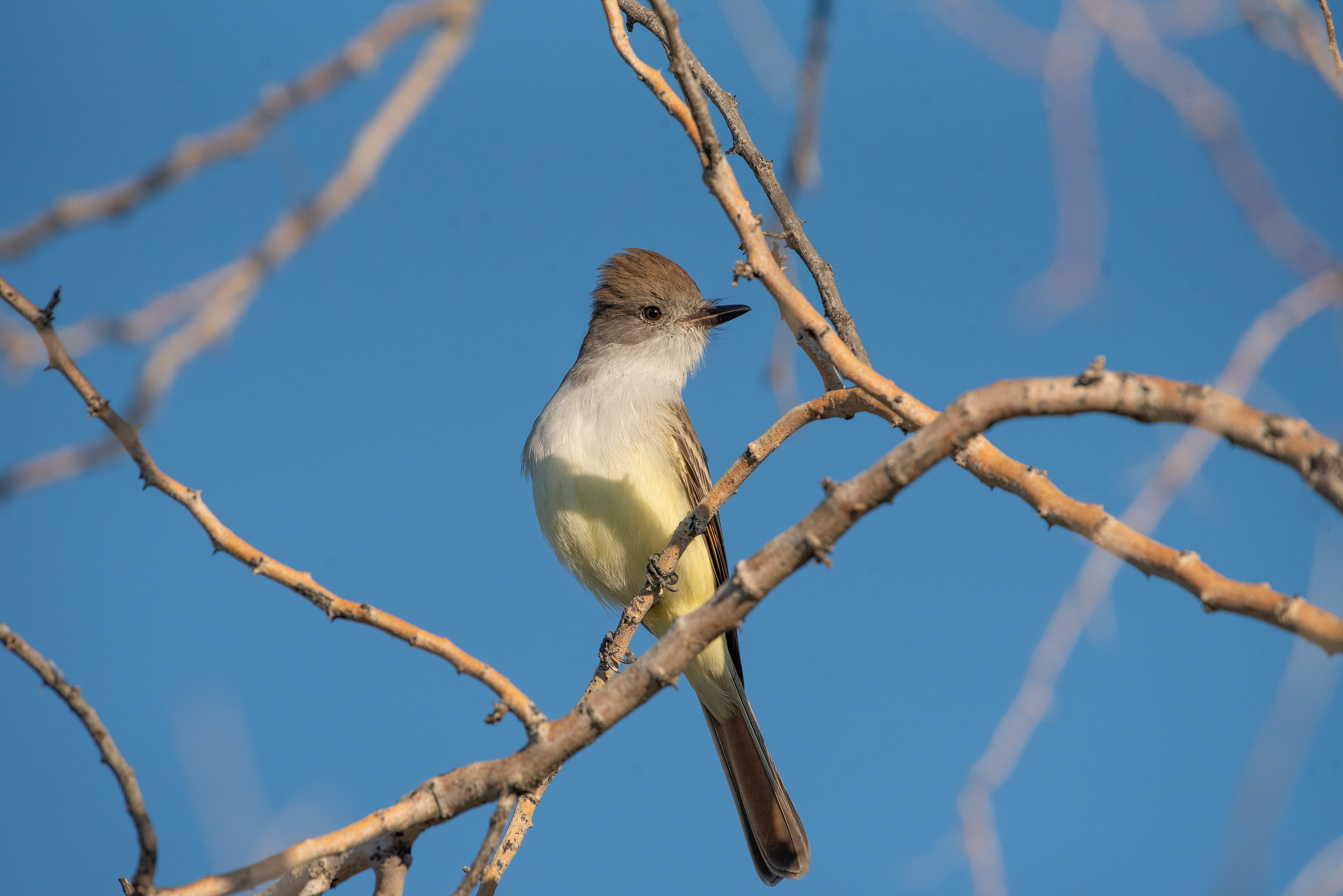 Ash Throated Flycatcher Nov 24, 2025 Phoenix, AZ USA