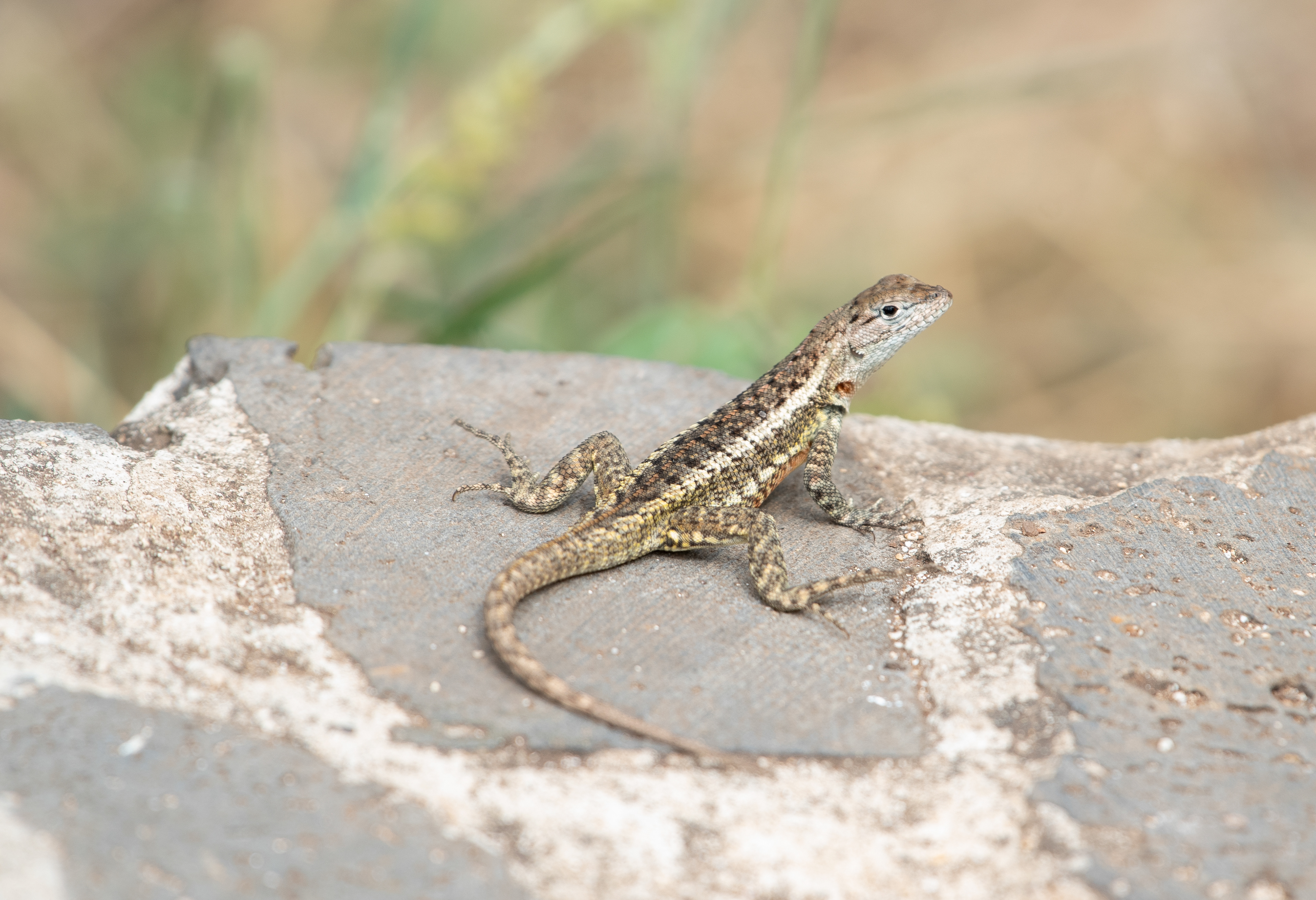 San Cristobal Lava Lizard Aug 12, 2023 San Cristobal Island, Galapagos, Ecuador