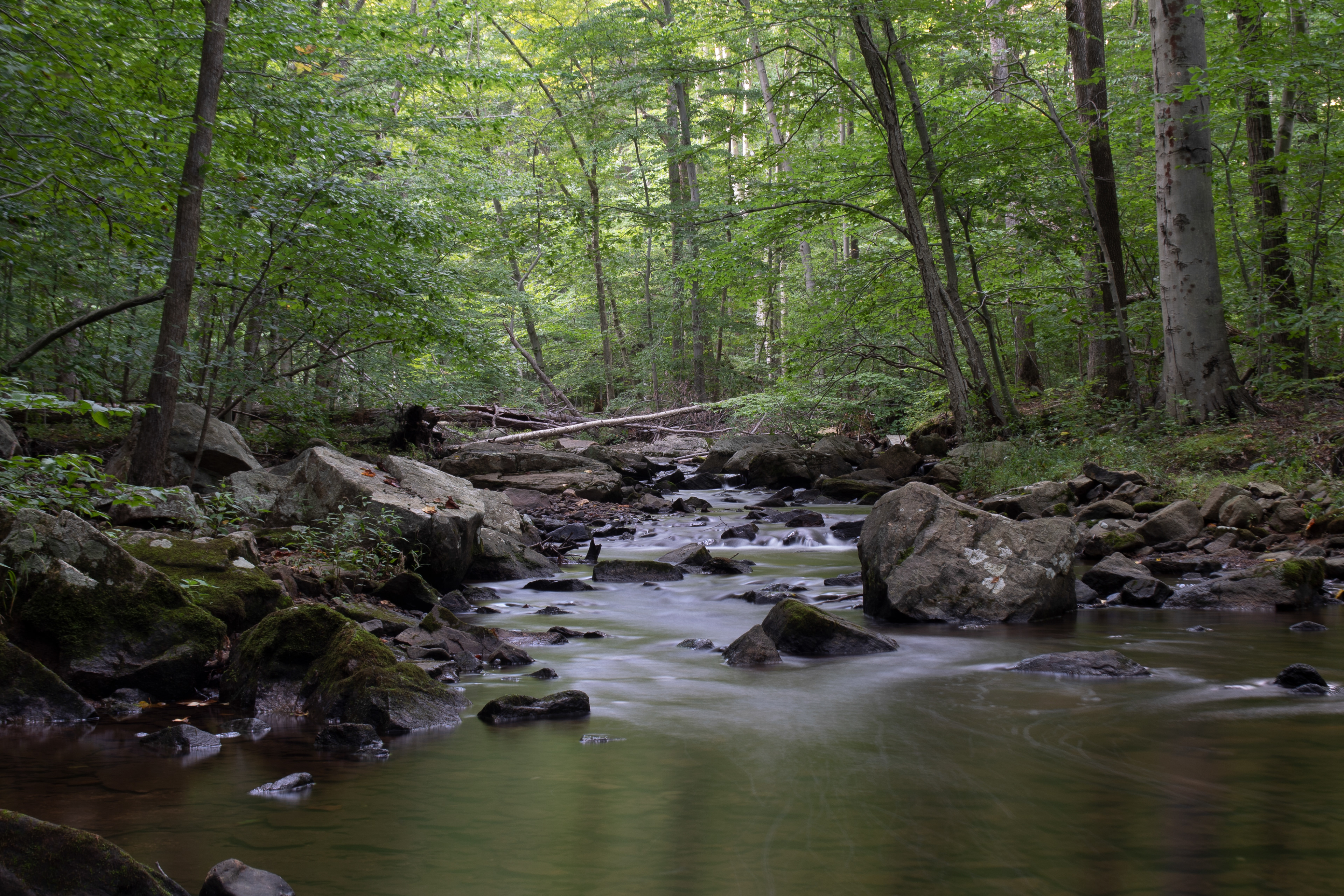 Forest Stream Sept 4, 2020 Scherman Hoffman Wildlife Sanctuary, NJ USA