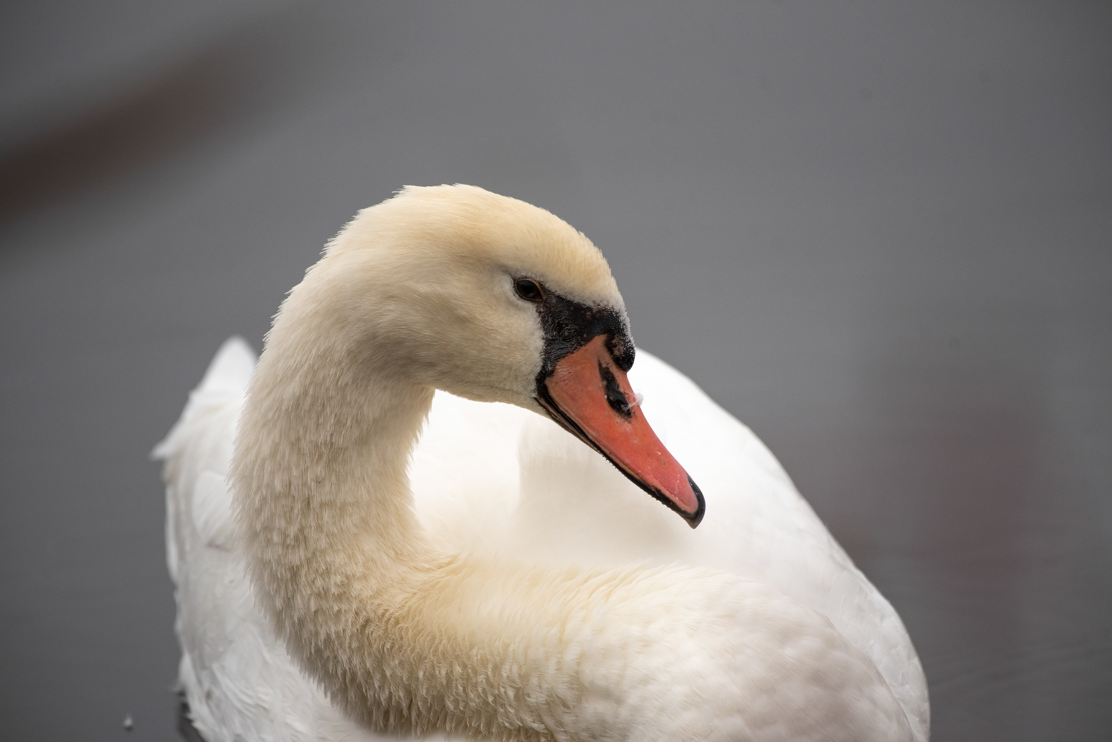 Mute Swan Oct 23, 2020 Cape May, NJ USA