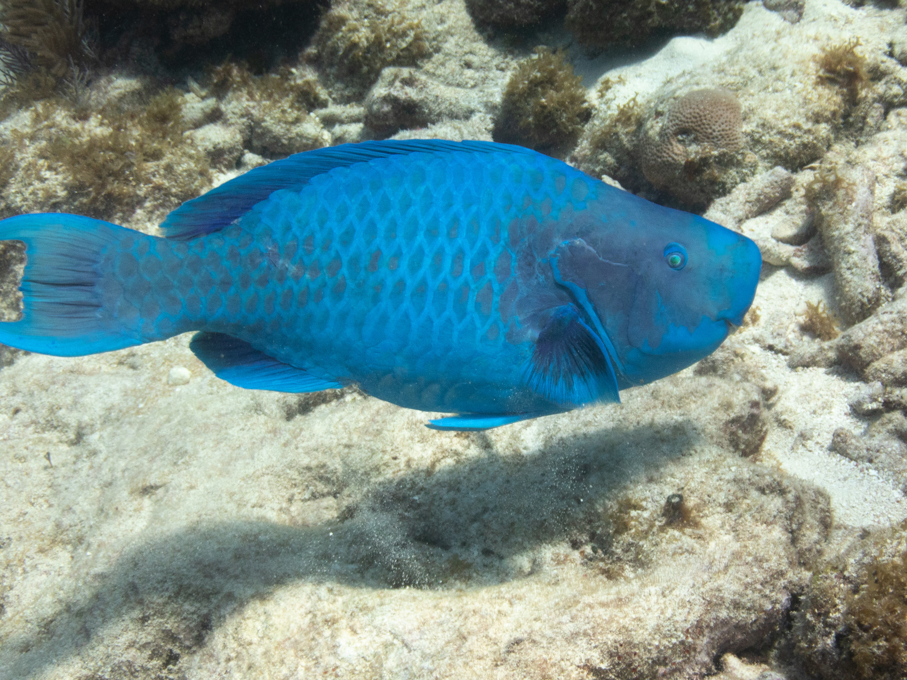 Blue Parrotfish Mar 15, 2020 Key Largo, FL USA