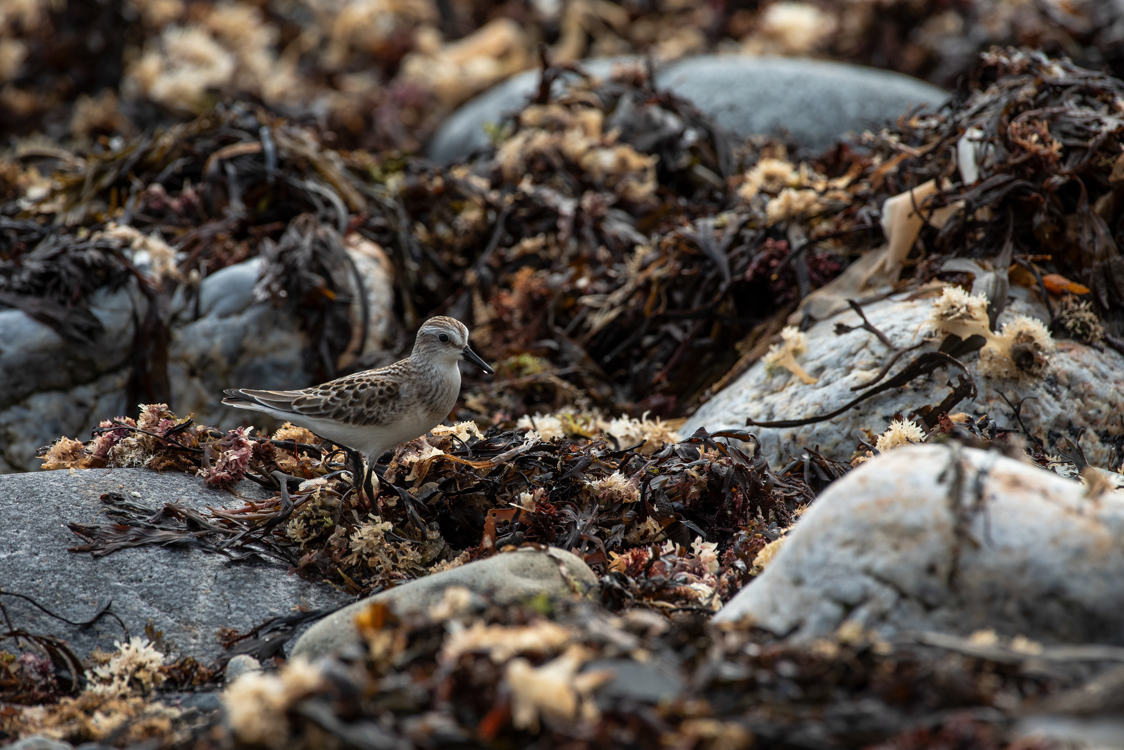 Semipalmated Sandpiper Sept 8, 2021 Rachel Carson Salt Pond, ME USA