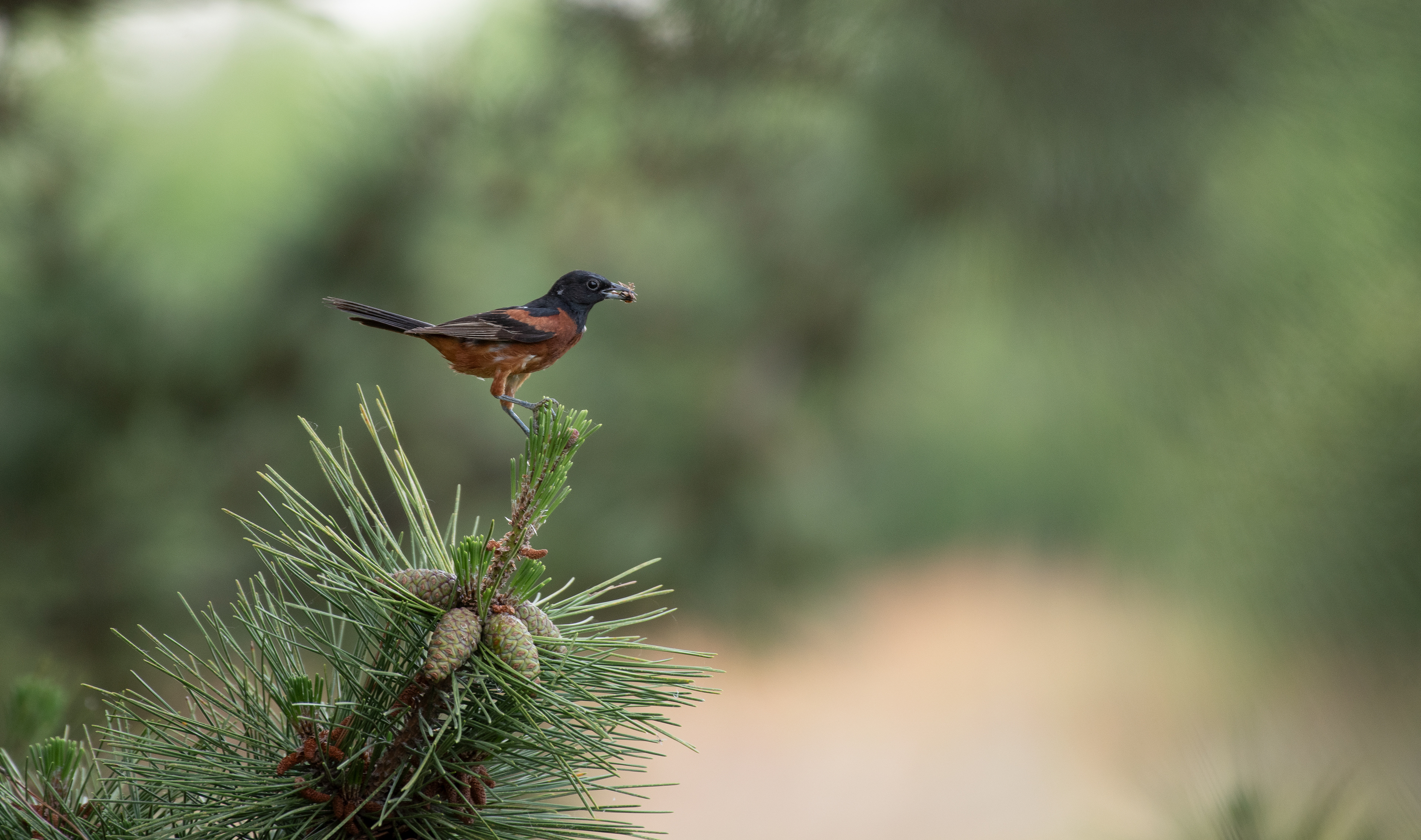 Orchard Oriole June 20, 2024 Parker River NWR, MA USA