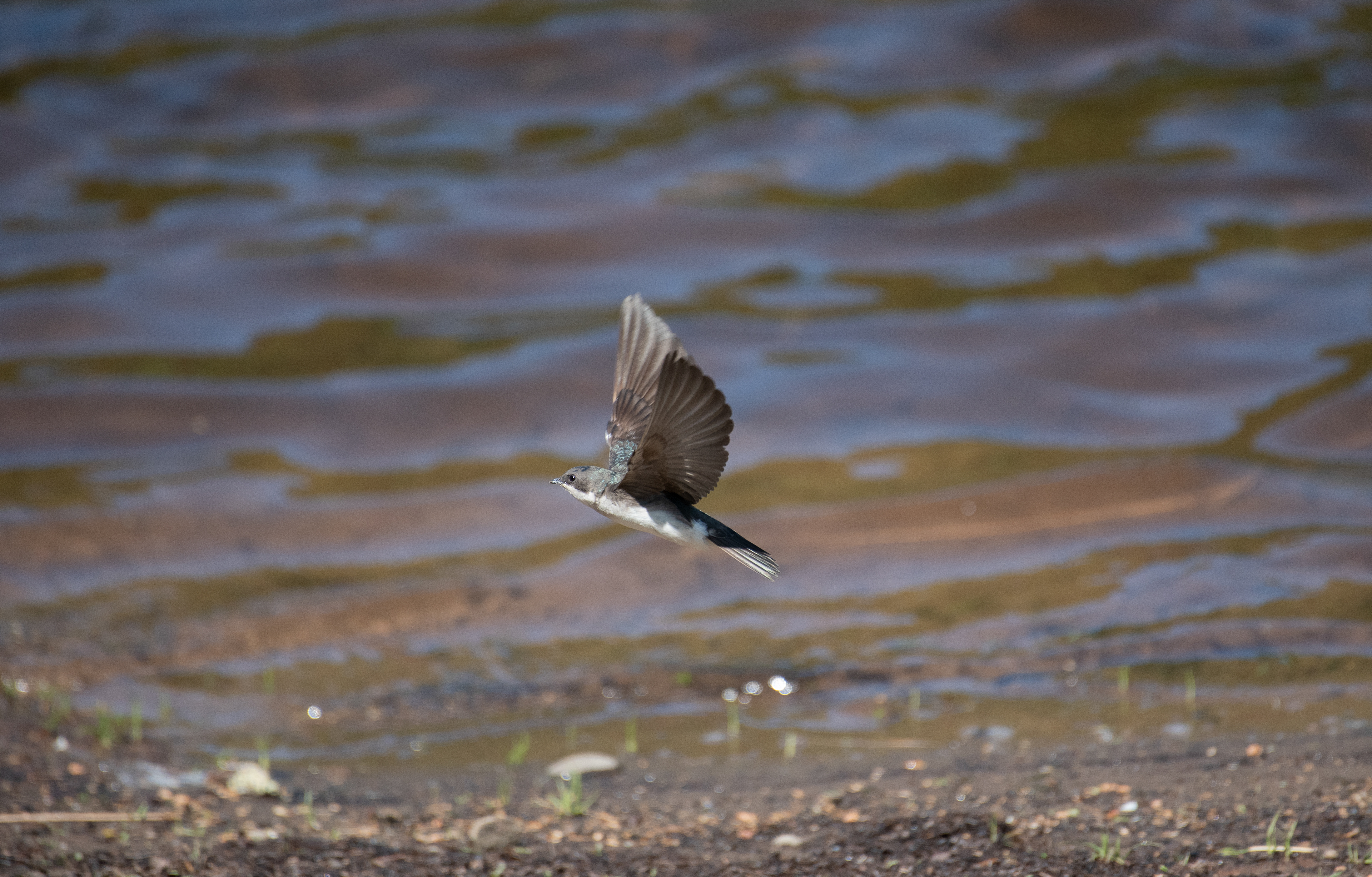 Tree Swallow June 13, 2020 Lackawaxen, PA USA