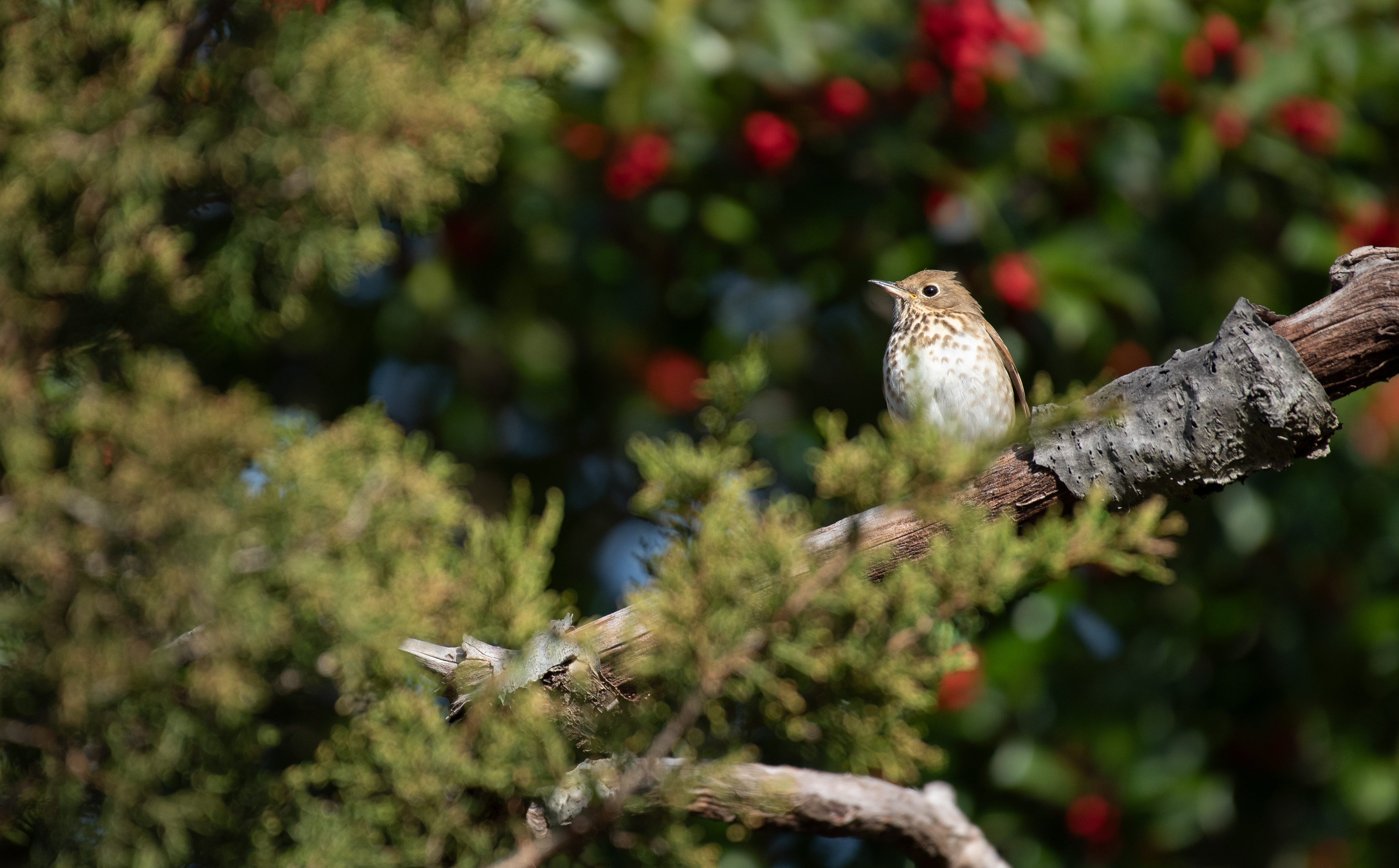 Hermit Thrush Nov 25, 2023 Sandy Hook, NJ USA