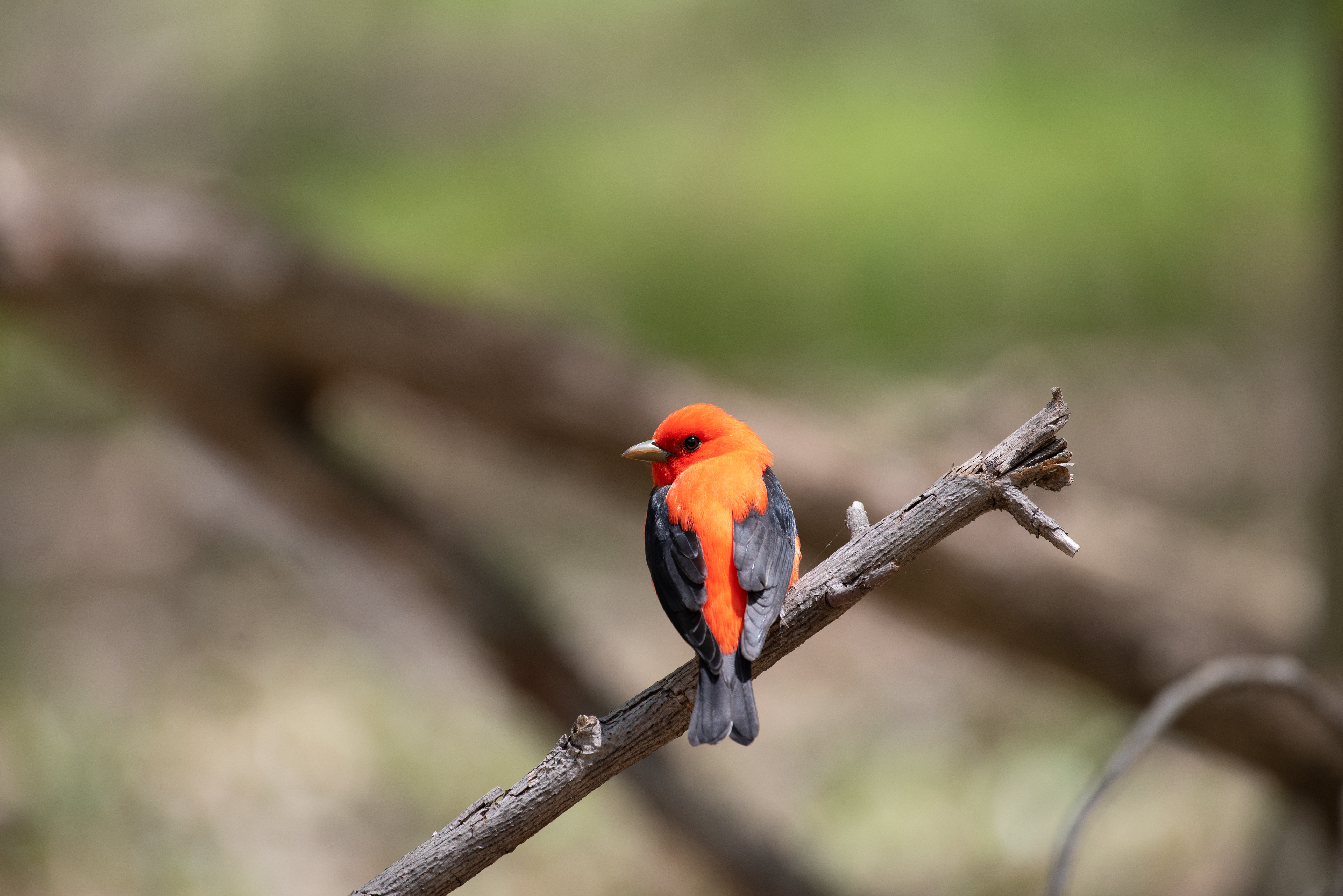 Scarlet Tanager, May 12, 2020 Basking Ridge, NJ USA