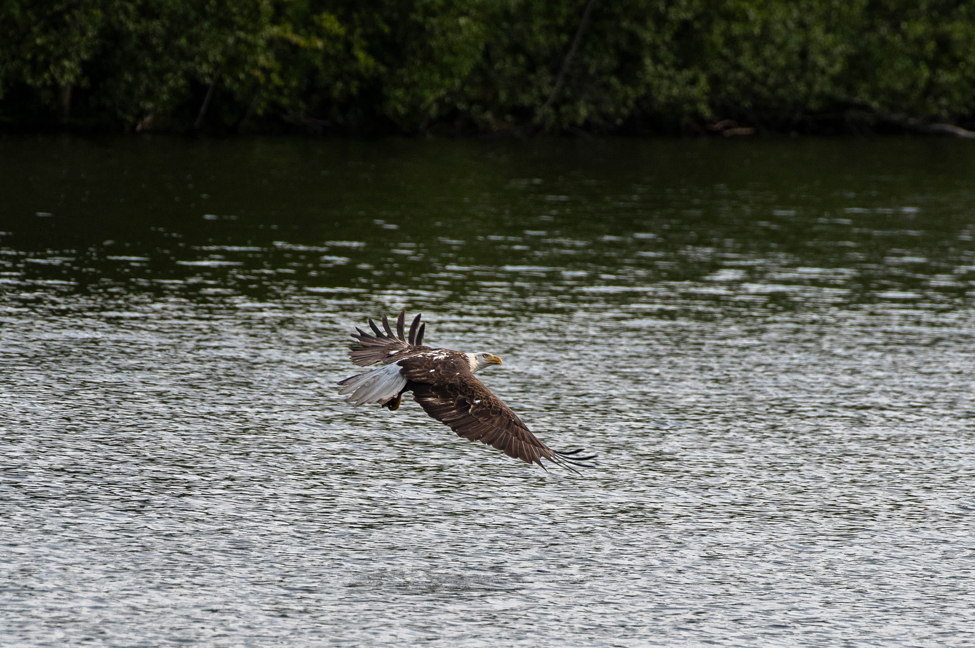 Bald Eagle Jun 3, 2025 Worcester, Mass USA