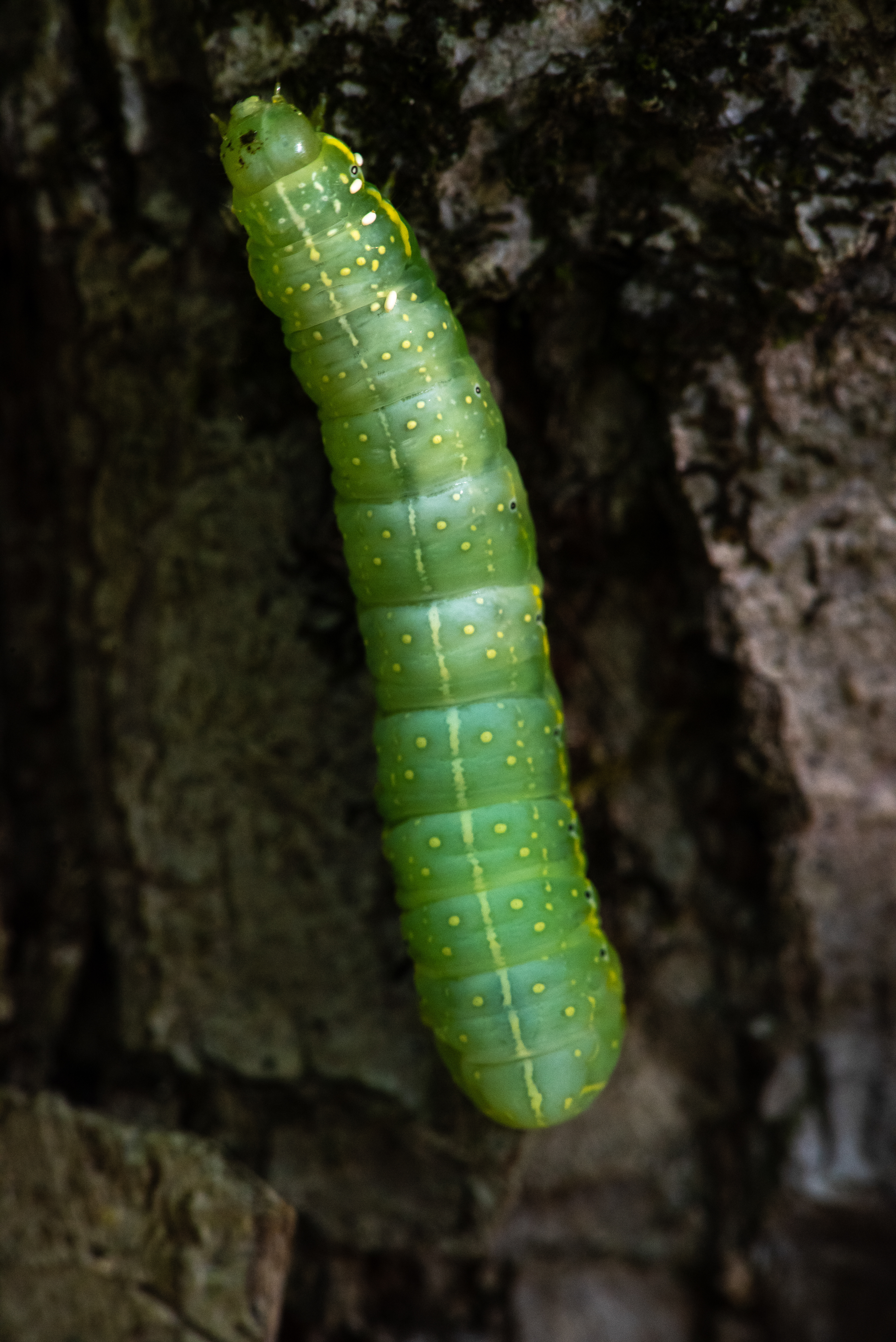 Copper Underwing Caterpillar May 21, 2023 Lord Stirling Park, NJ USA 
