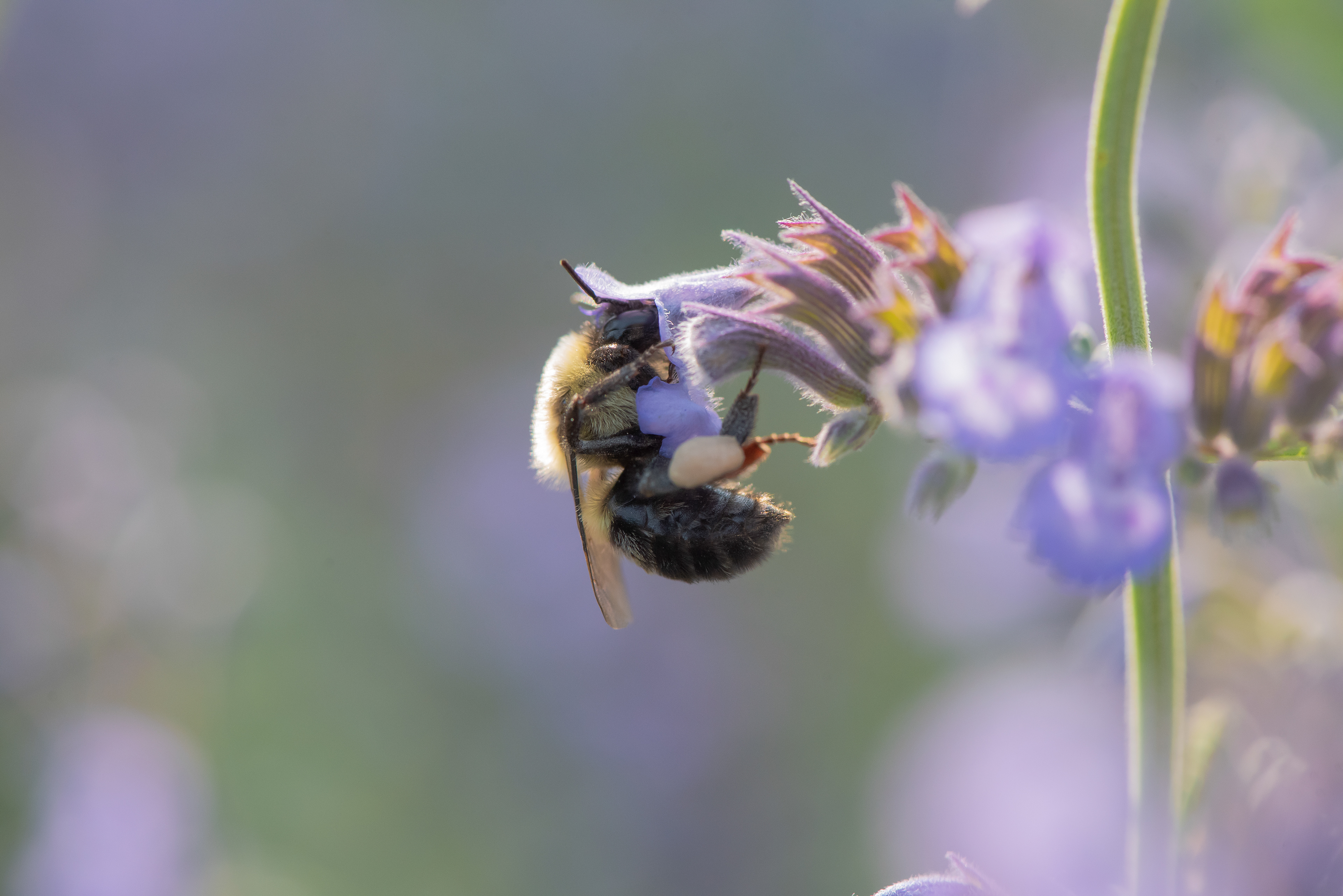 Common Eastern Bumblebee June 5, 2021 Cornwall, PA USA