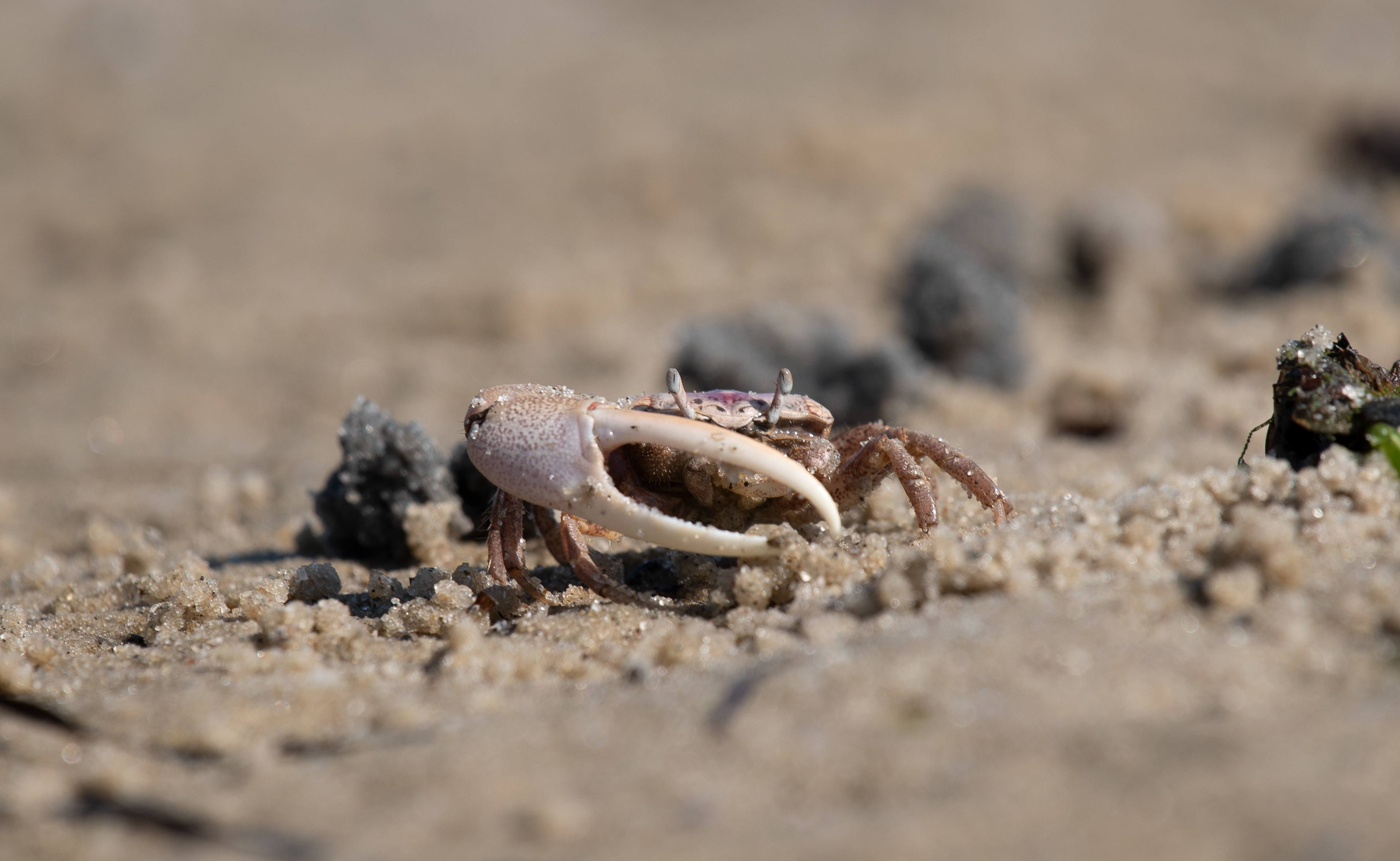 Atlantic Sand Fiddler Crab Sept 15, 2019 Shinnecock County Park, NY USA