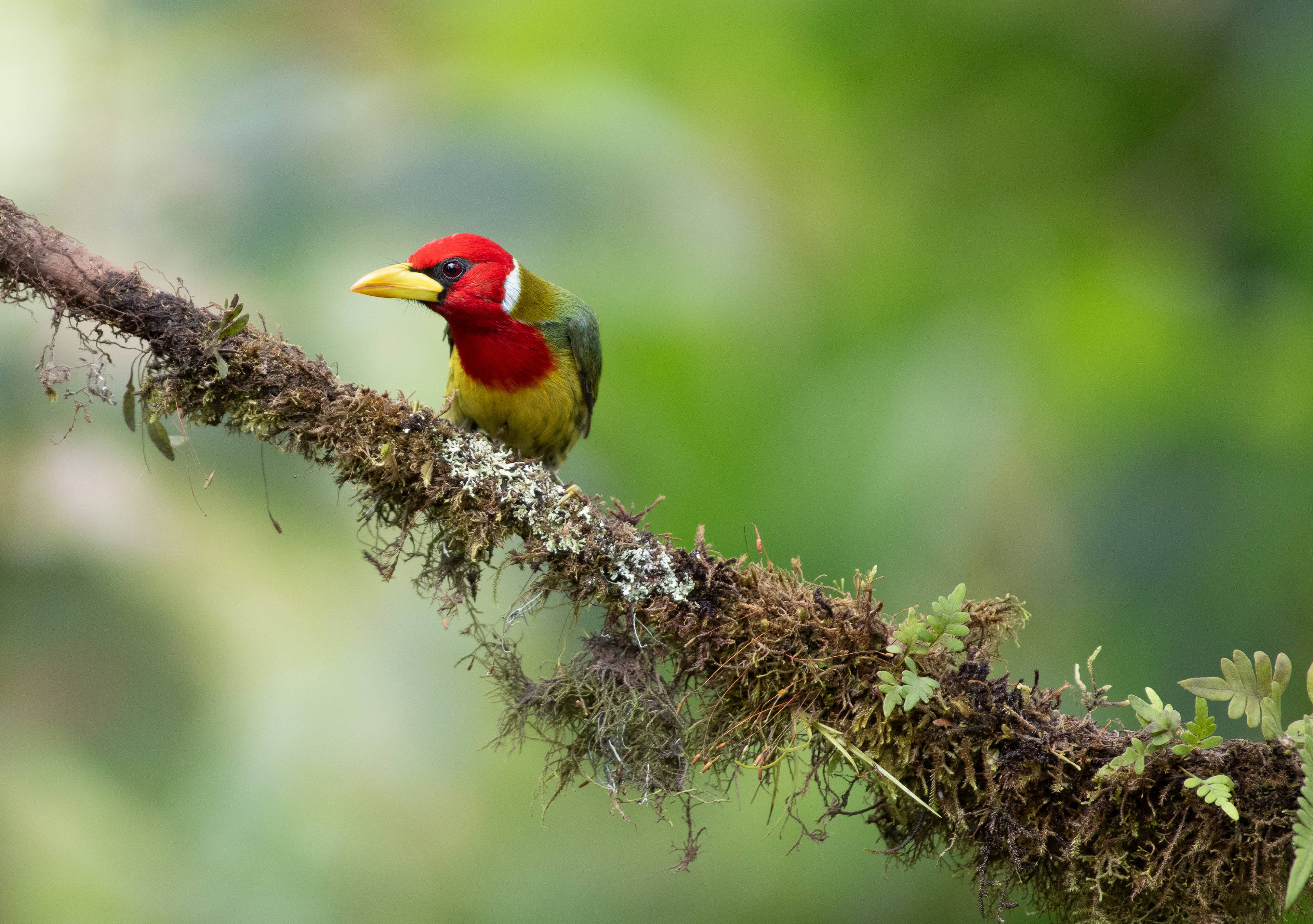 Red Headed Barbet Aug 6, 2023 Mindo, Ecuador