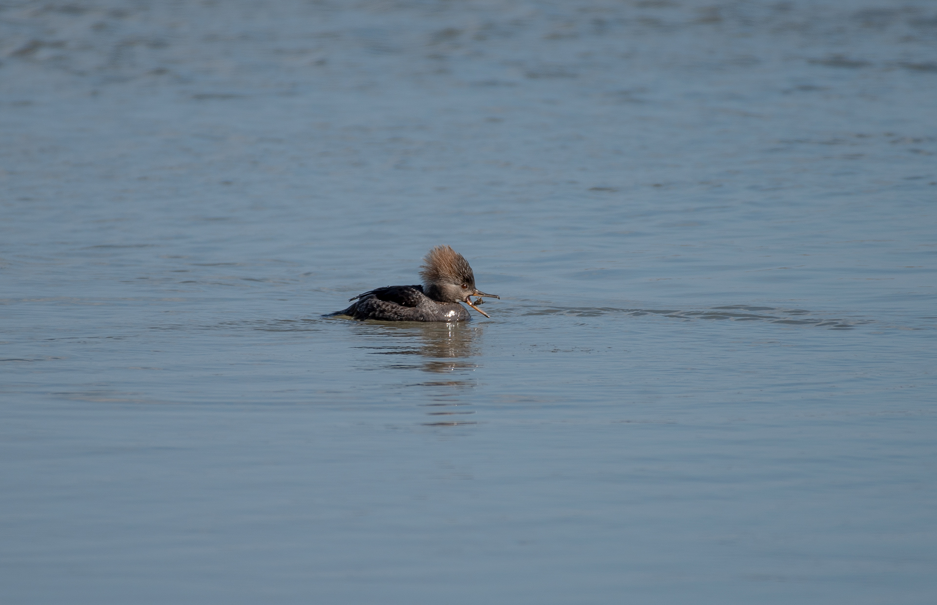 Hooded Merganser Feb 20, 2021 Edwin B Forsythe NWR, NJ USA
