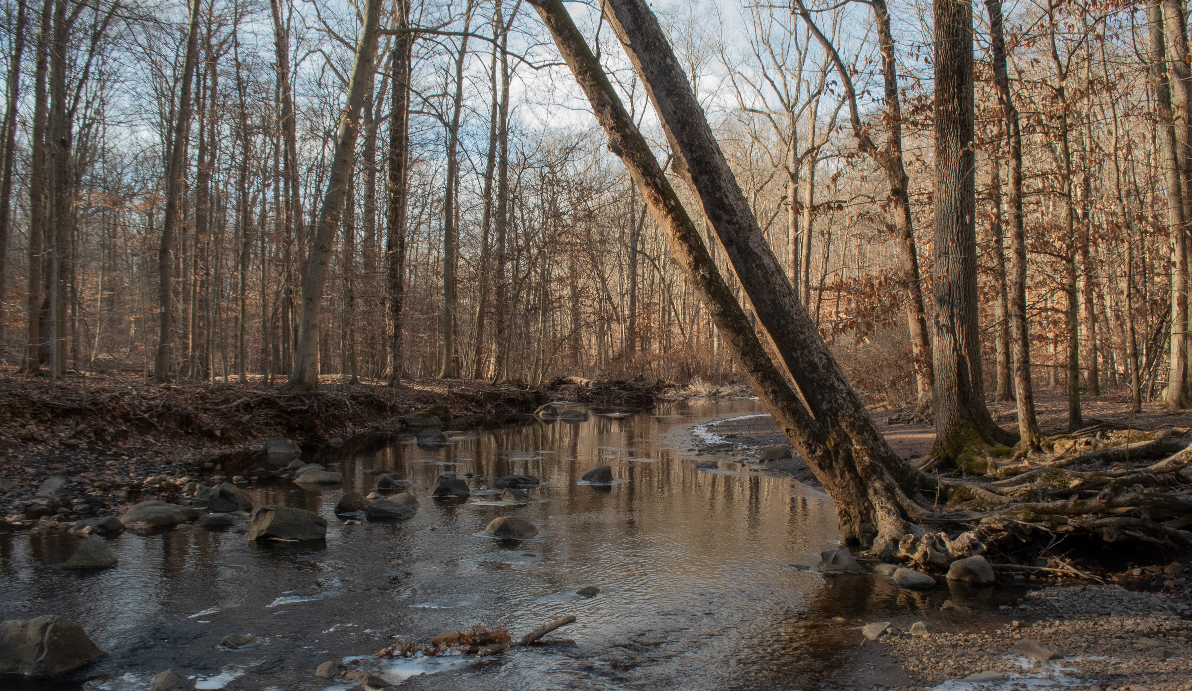 Forest Stream Jan 10, 2021 South Mountain Reserve, NJ USA