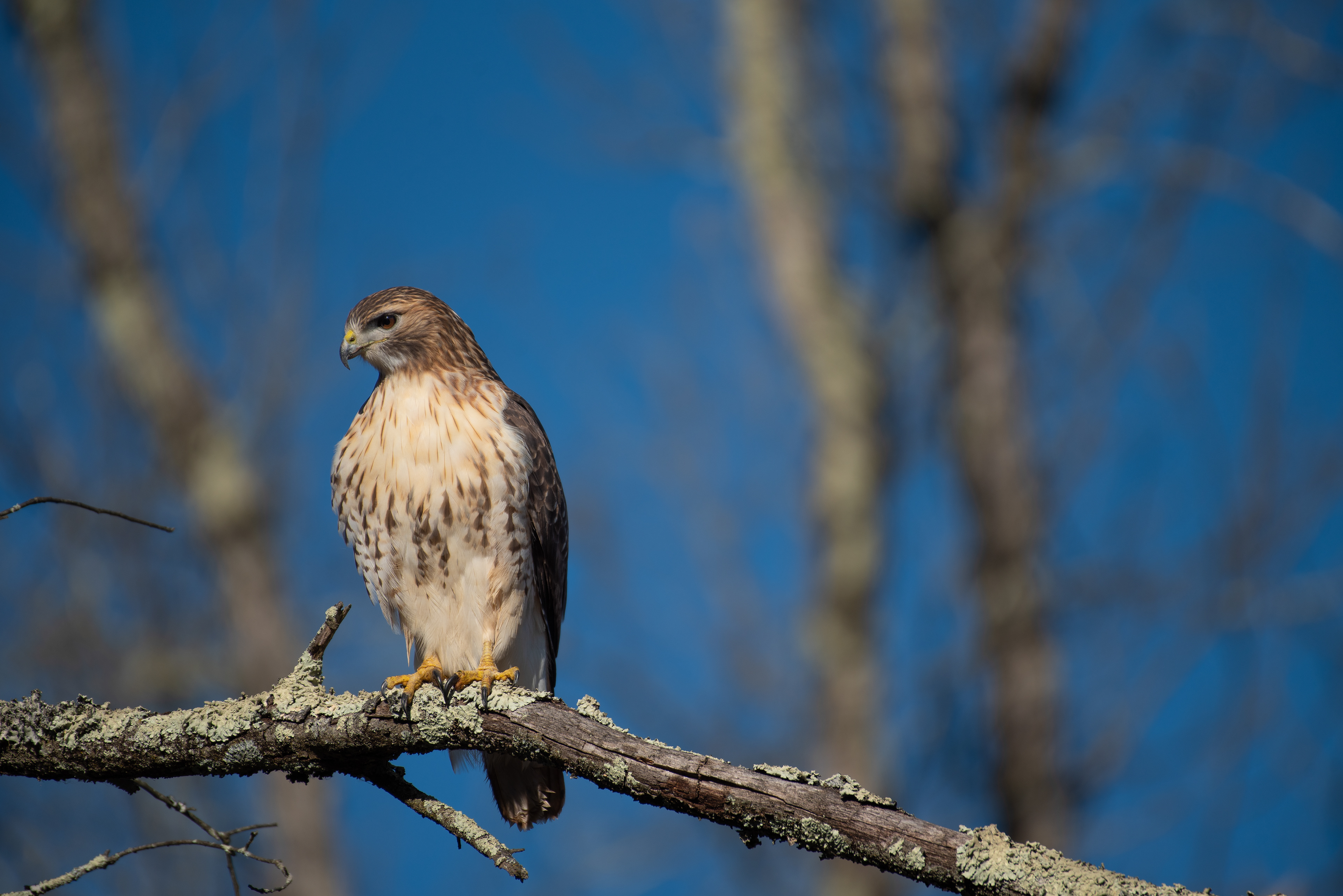 Red Tailed Hawk Dec 10, 2022 Lord Stirling Park, NJ USA
