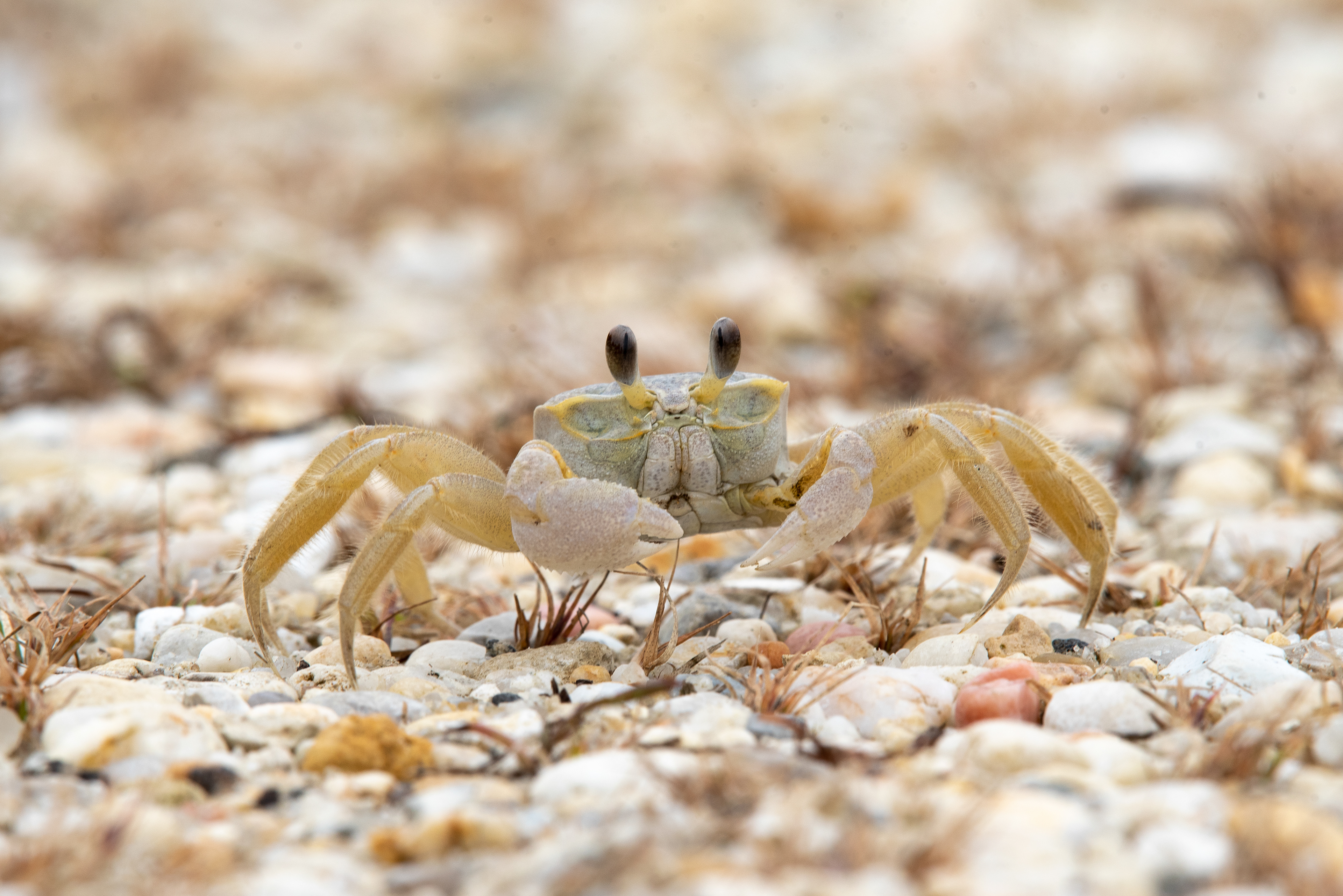 Atlantic Ghost Crab Oct 23, 2020 Cape May, NJ USA